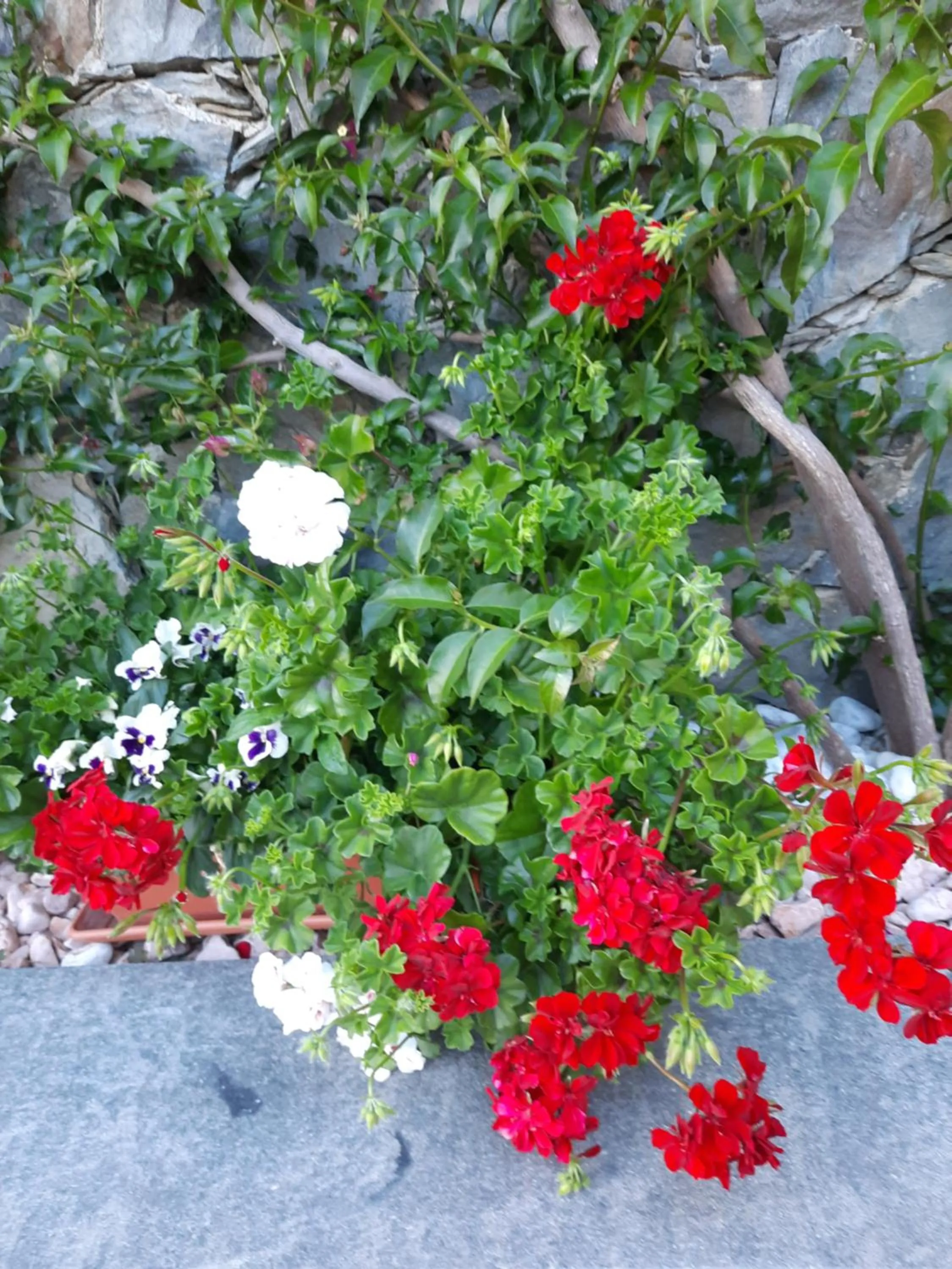 Floor plan in B&B Vignola