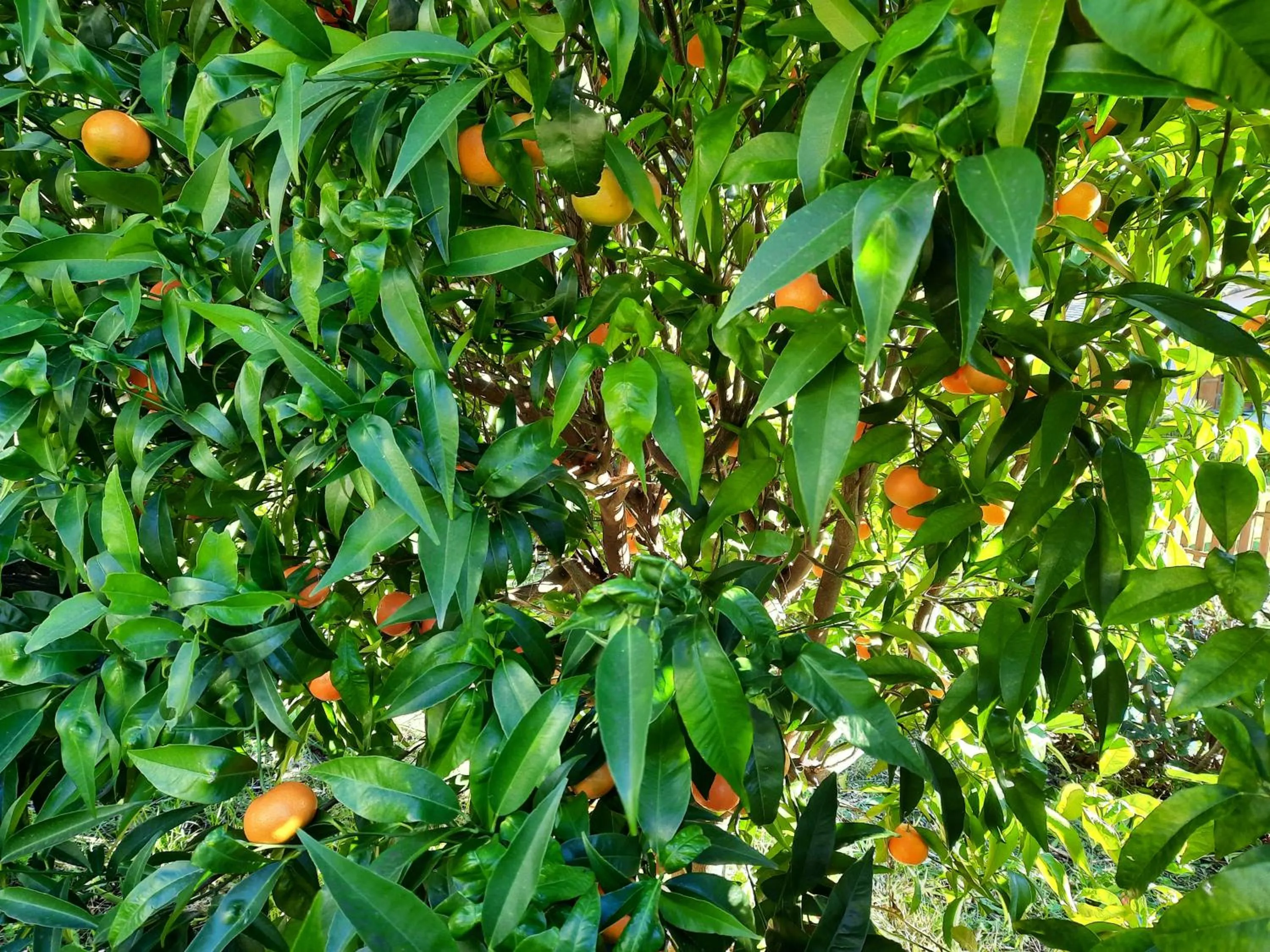 Garden in B&B Vignola