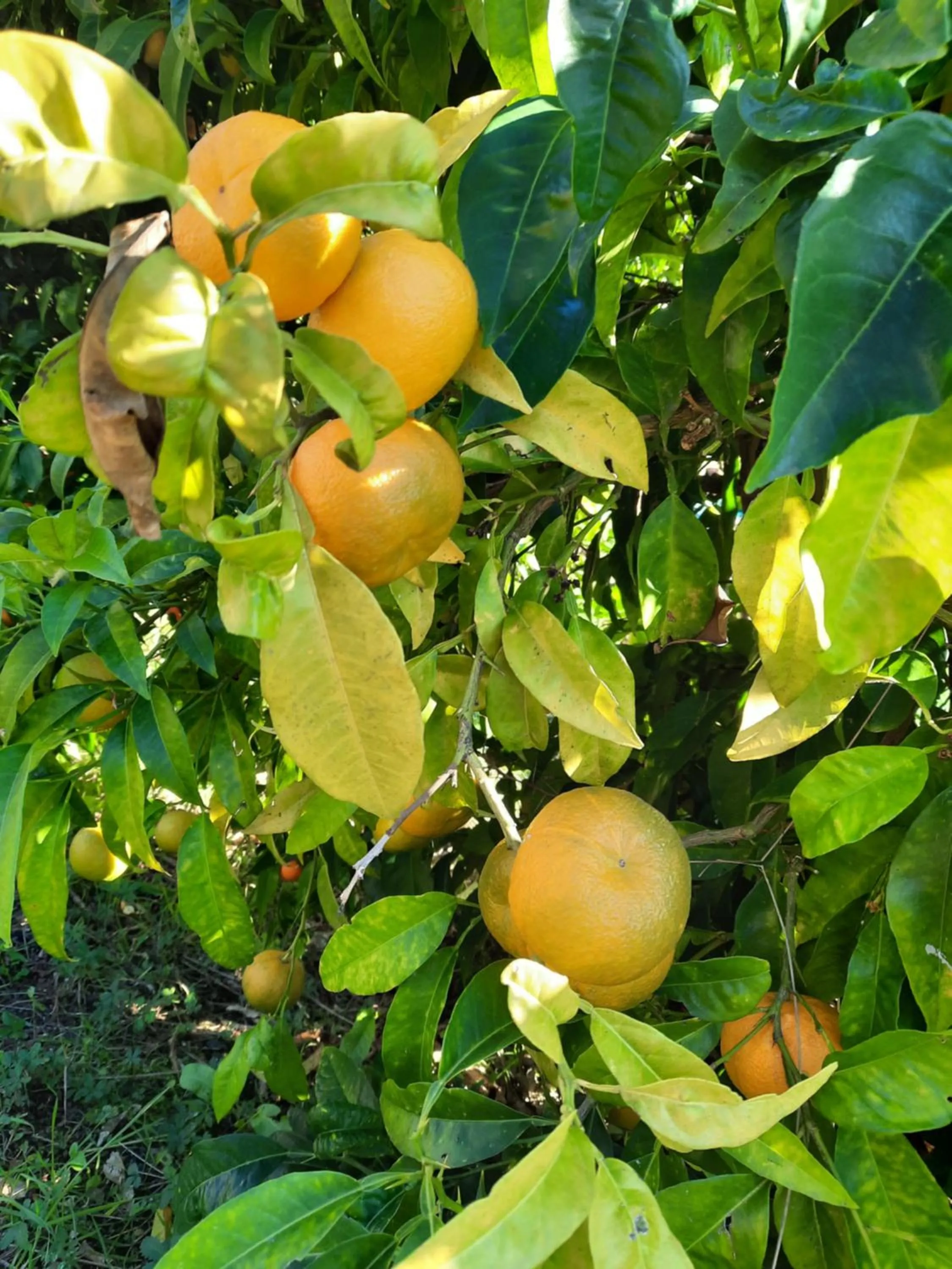 Garden in B&B Vignola