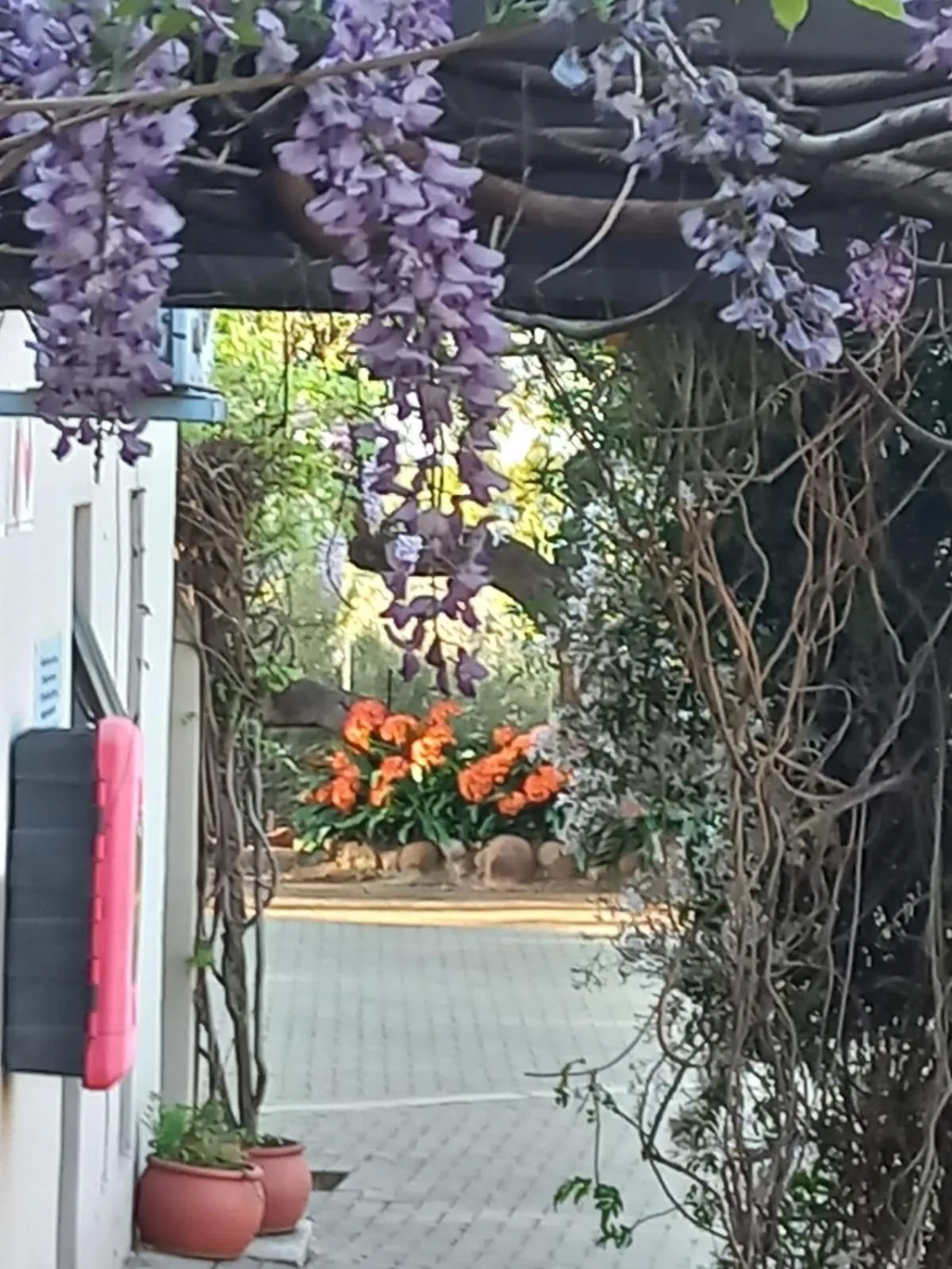 Spring in A Little Guesthouse