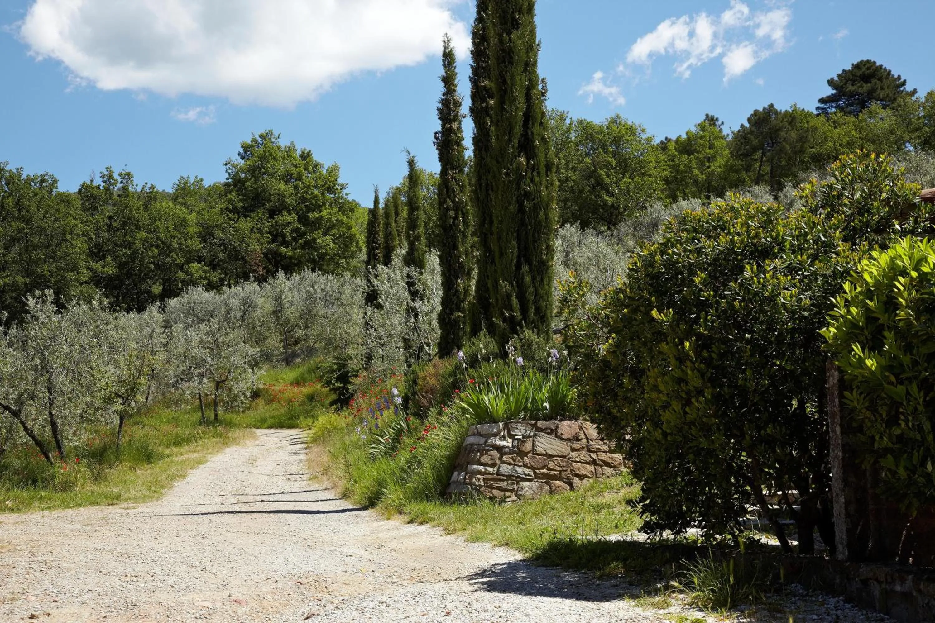 Garden in Relais Villa Belpoggio - Residenza D'Epoca