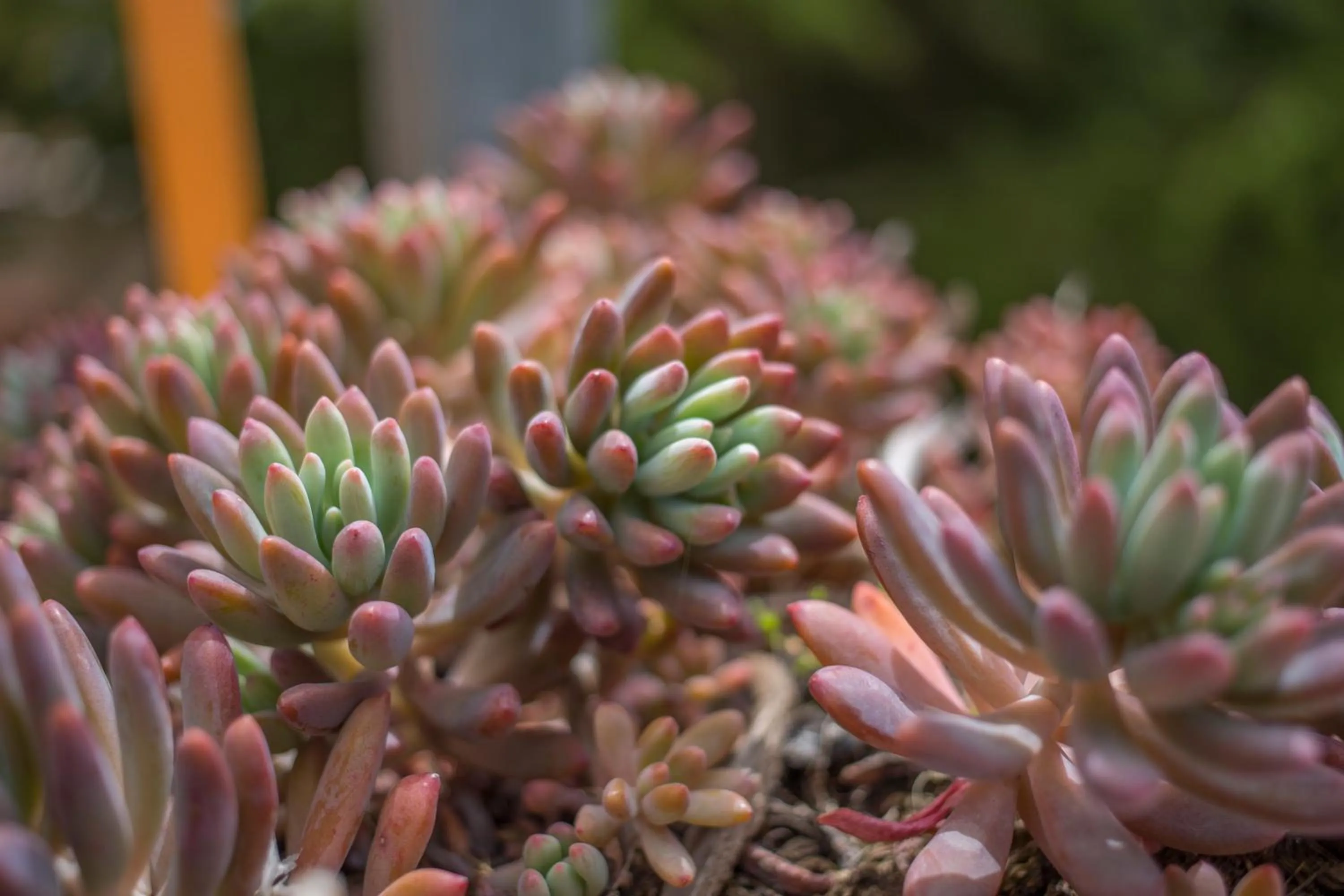 Natural landscape in Gorropu Hotel