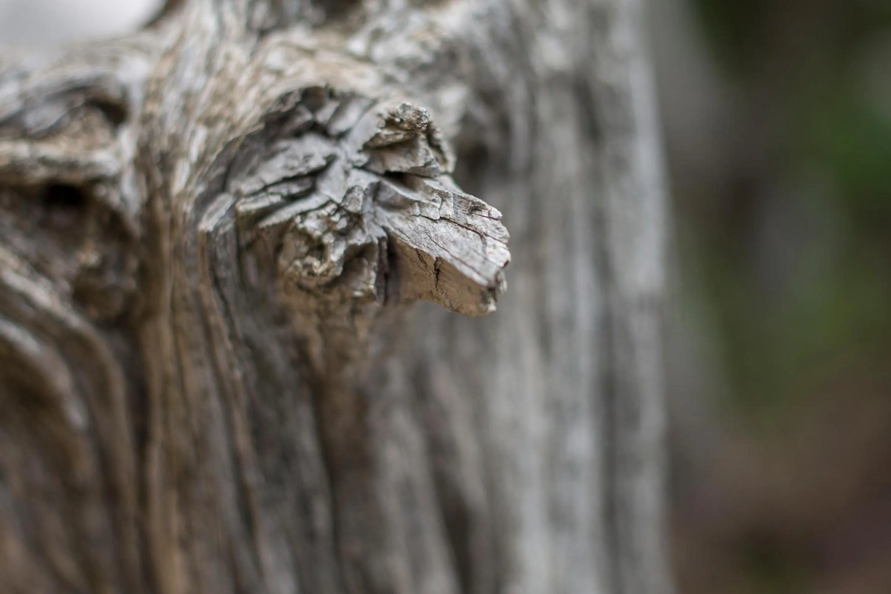 Spring in Gorropu Hotel