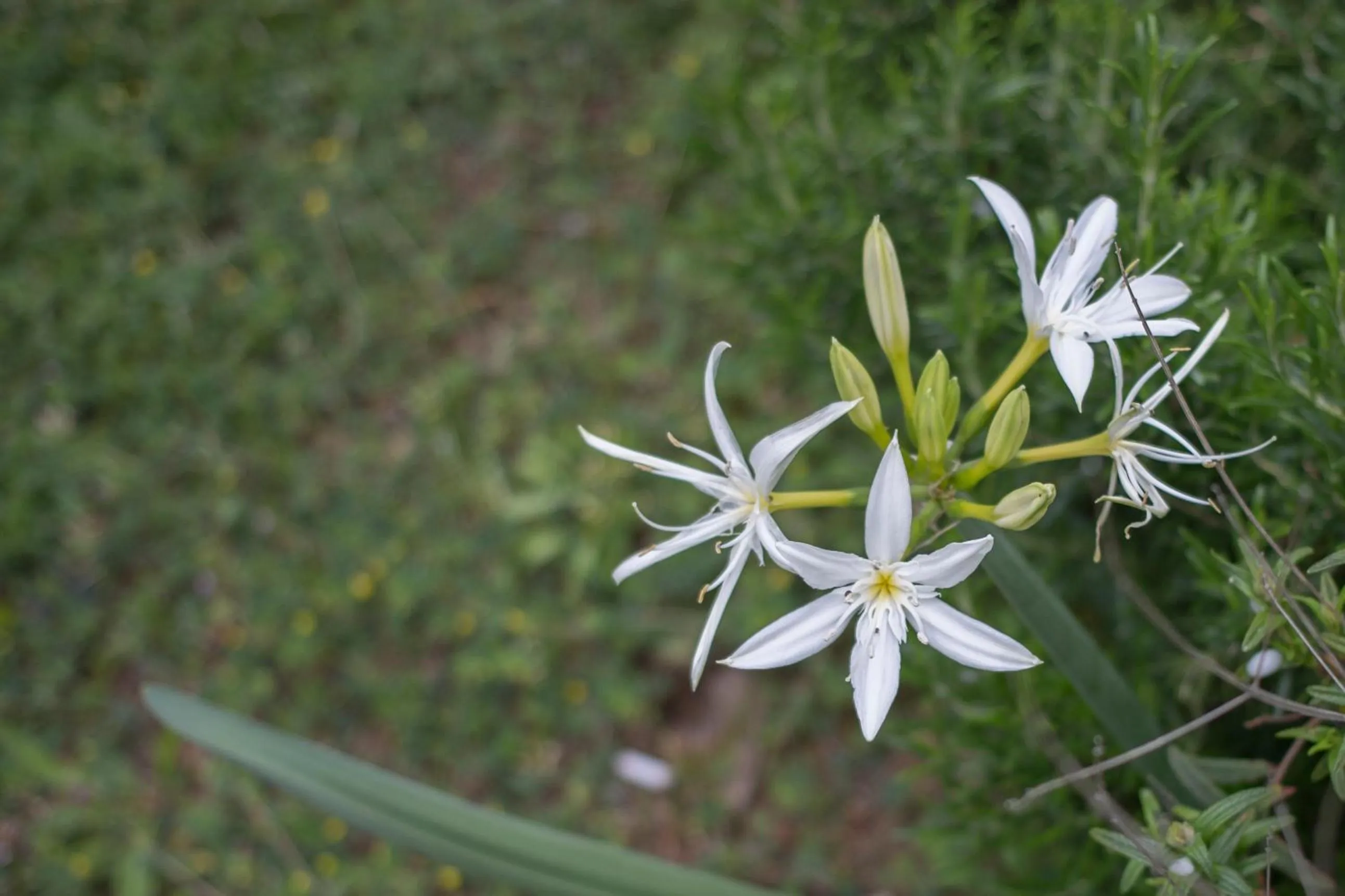 Spring in Gorropu Hotel