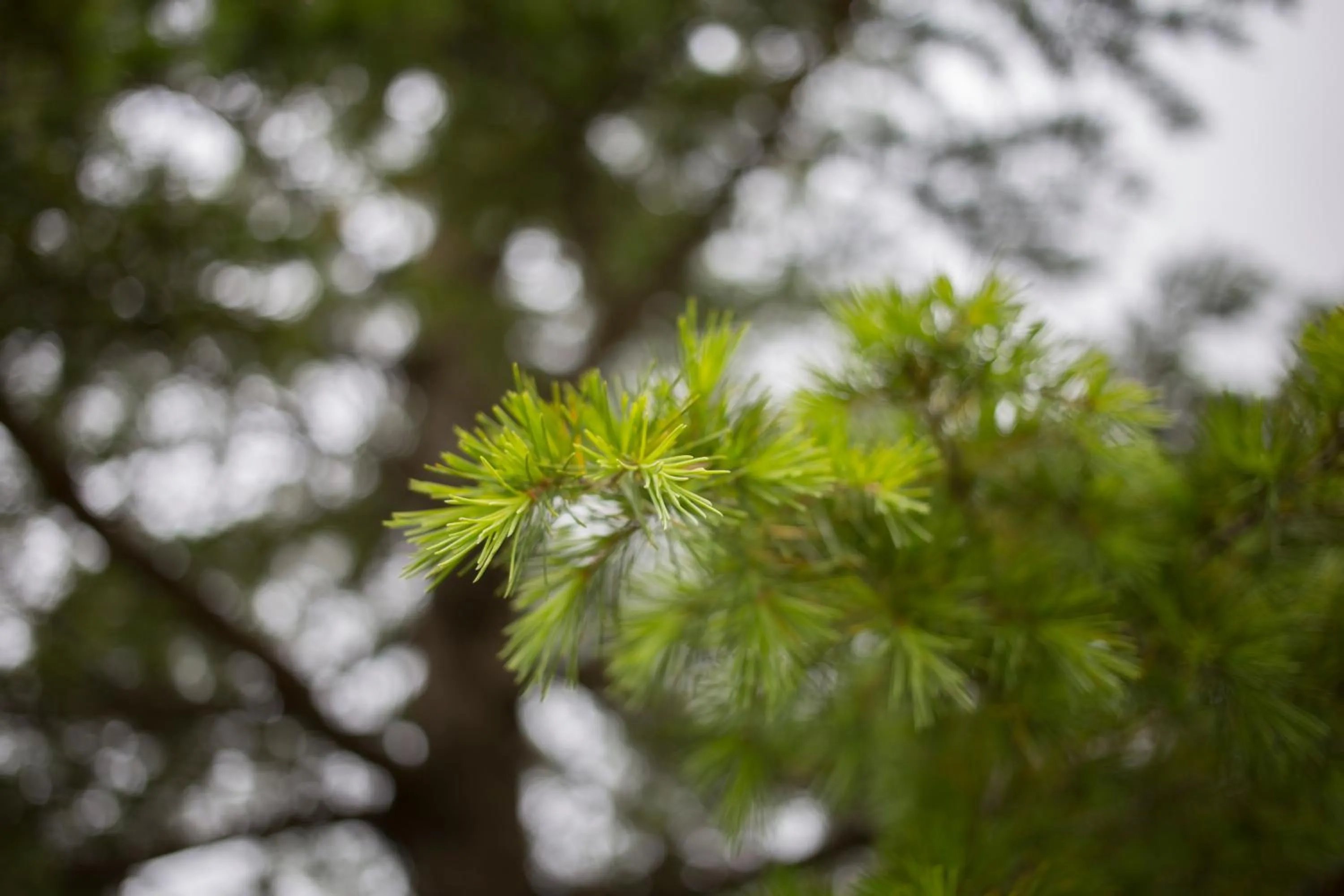 Decorative detail in Gorropu Hotel