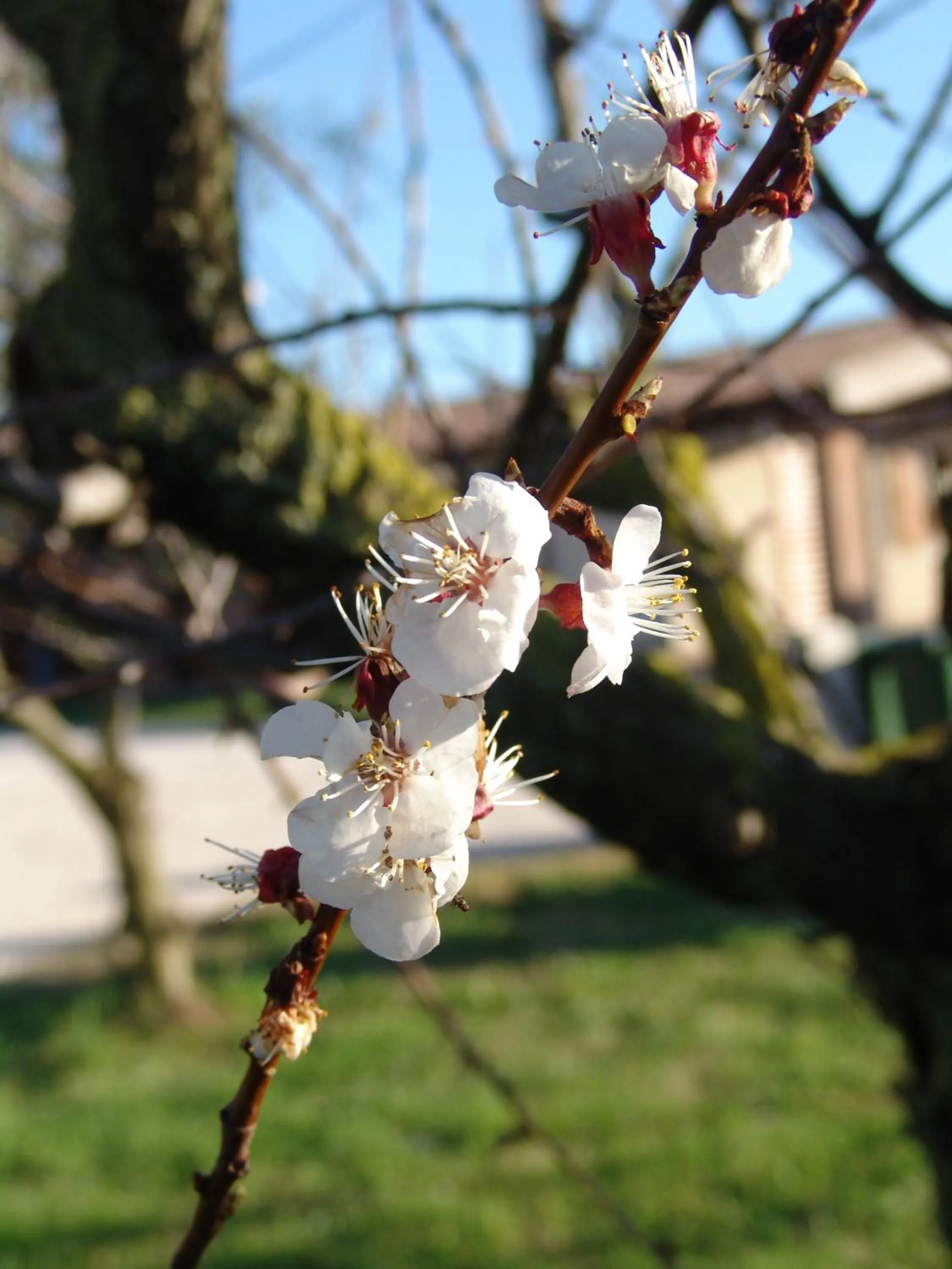Garden in Podere 1248