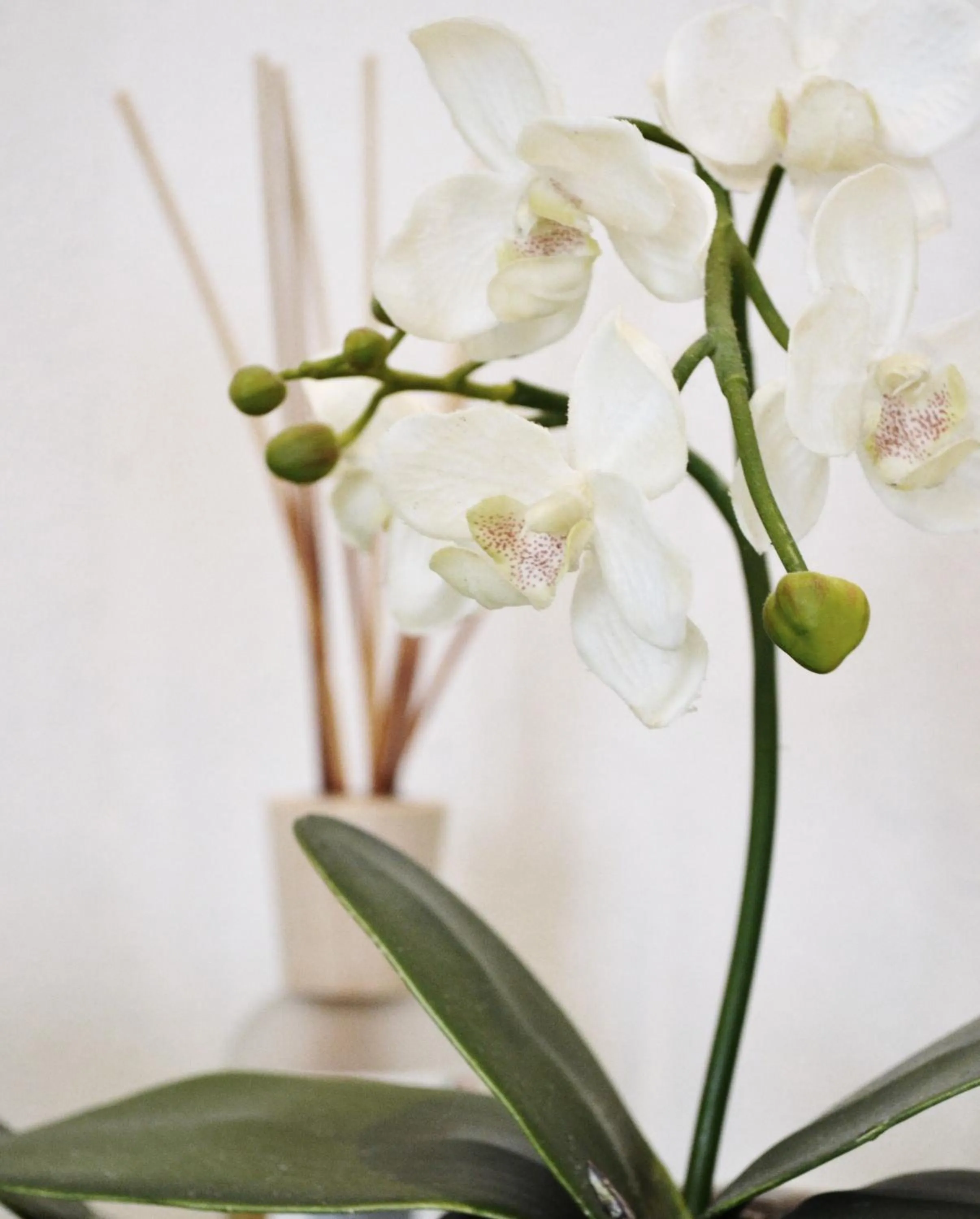 Spa and wellness centre/facilities in Villa Franca