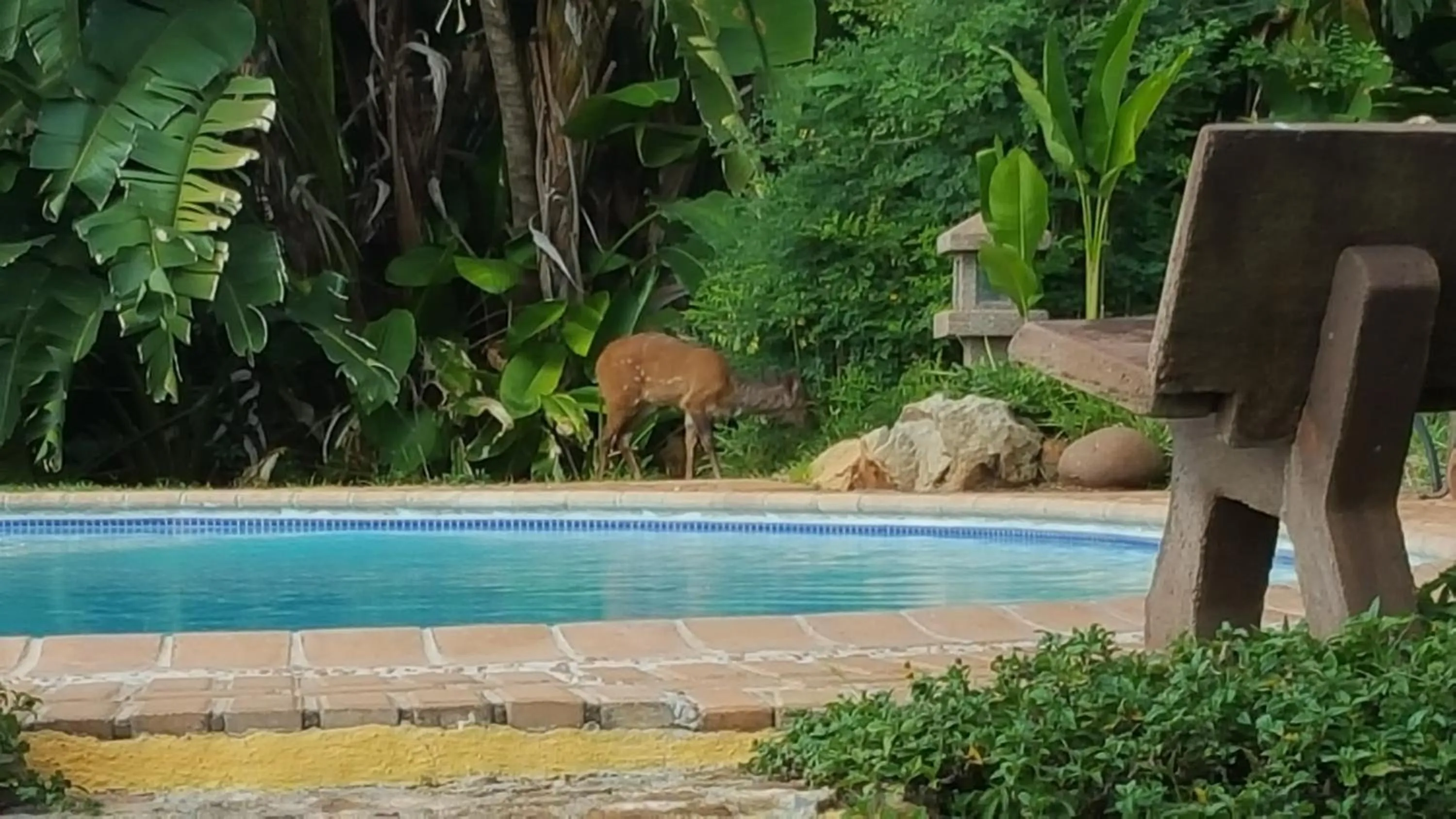 Animals in River House Lodge