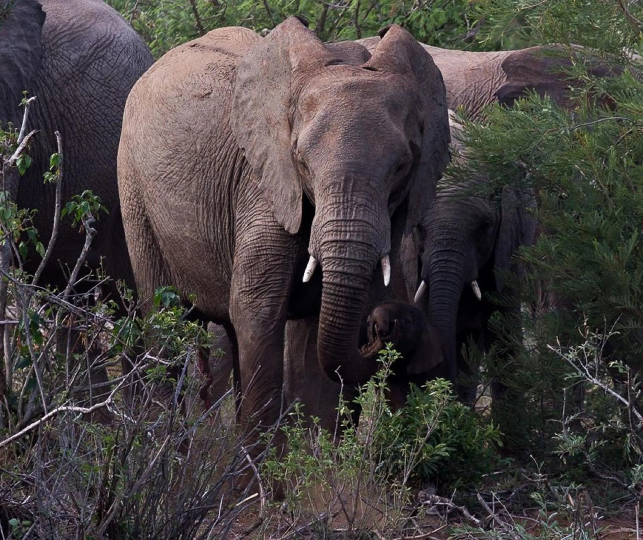 Animals in River House Lodge