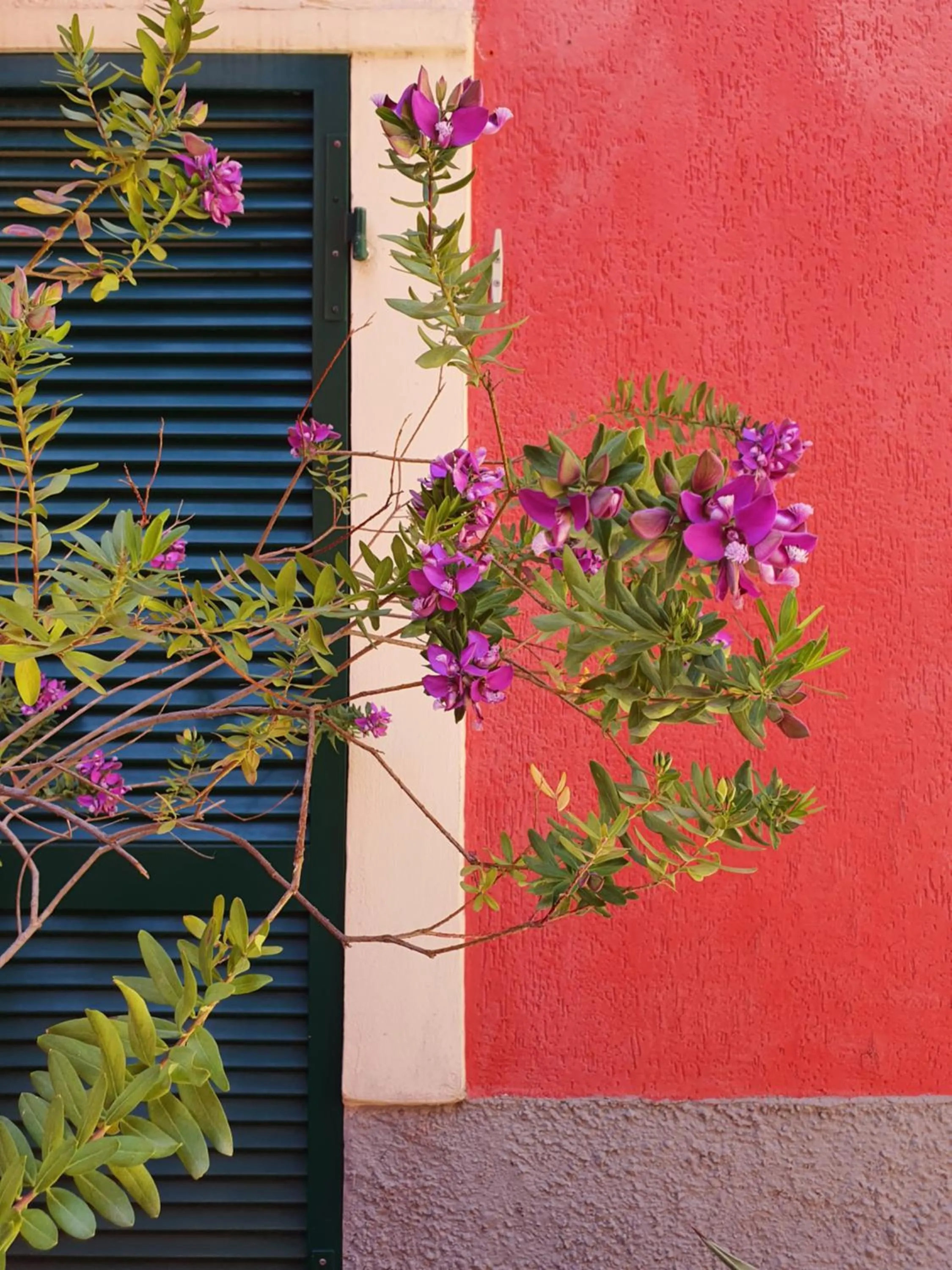 Garden in Boutique Hotel Novecento