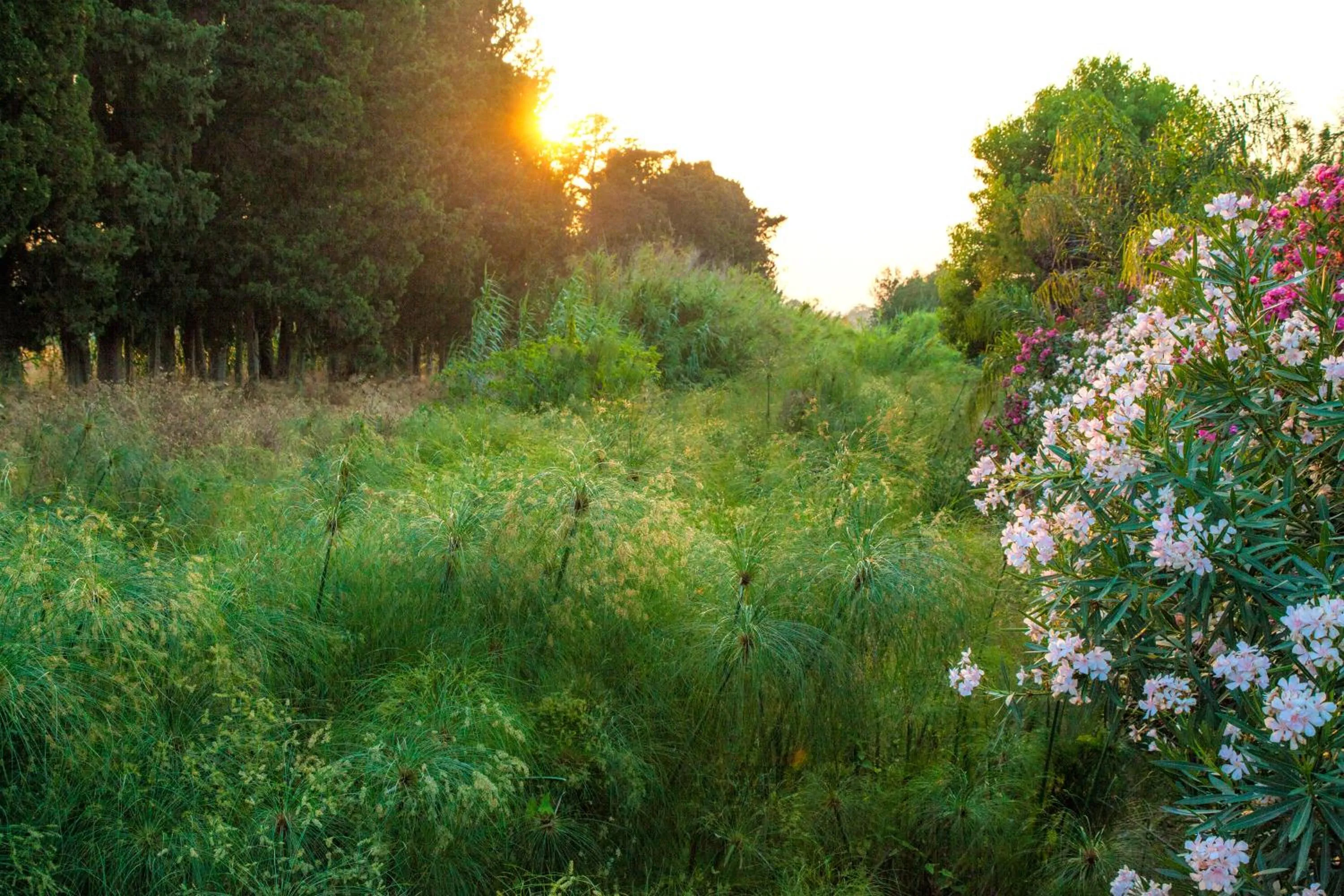 Garden in Villa Dei Papiri Fonte Ciane
