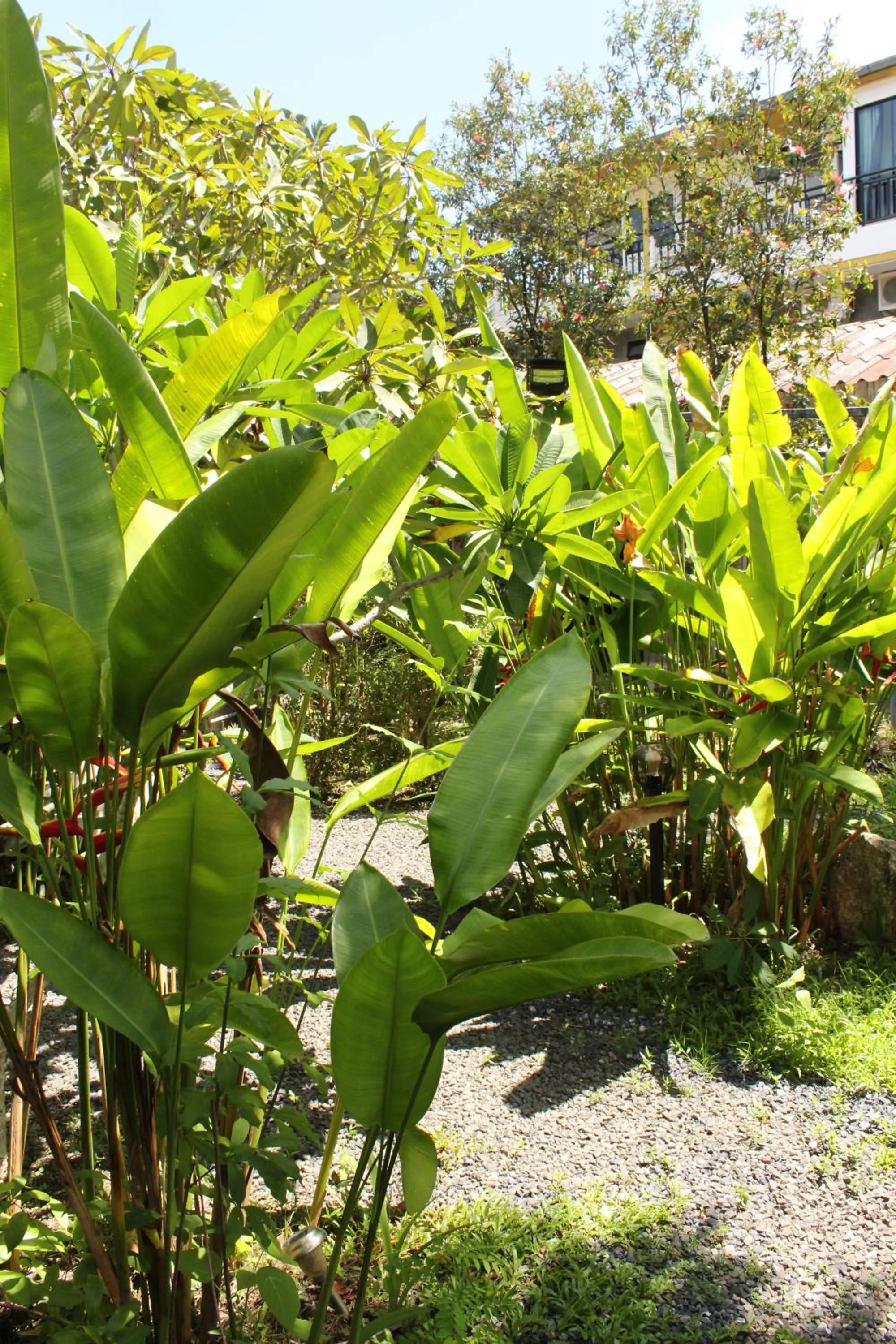 Garden view in B Happy Resort - SHA ExtraPlus