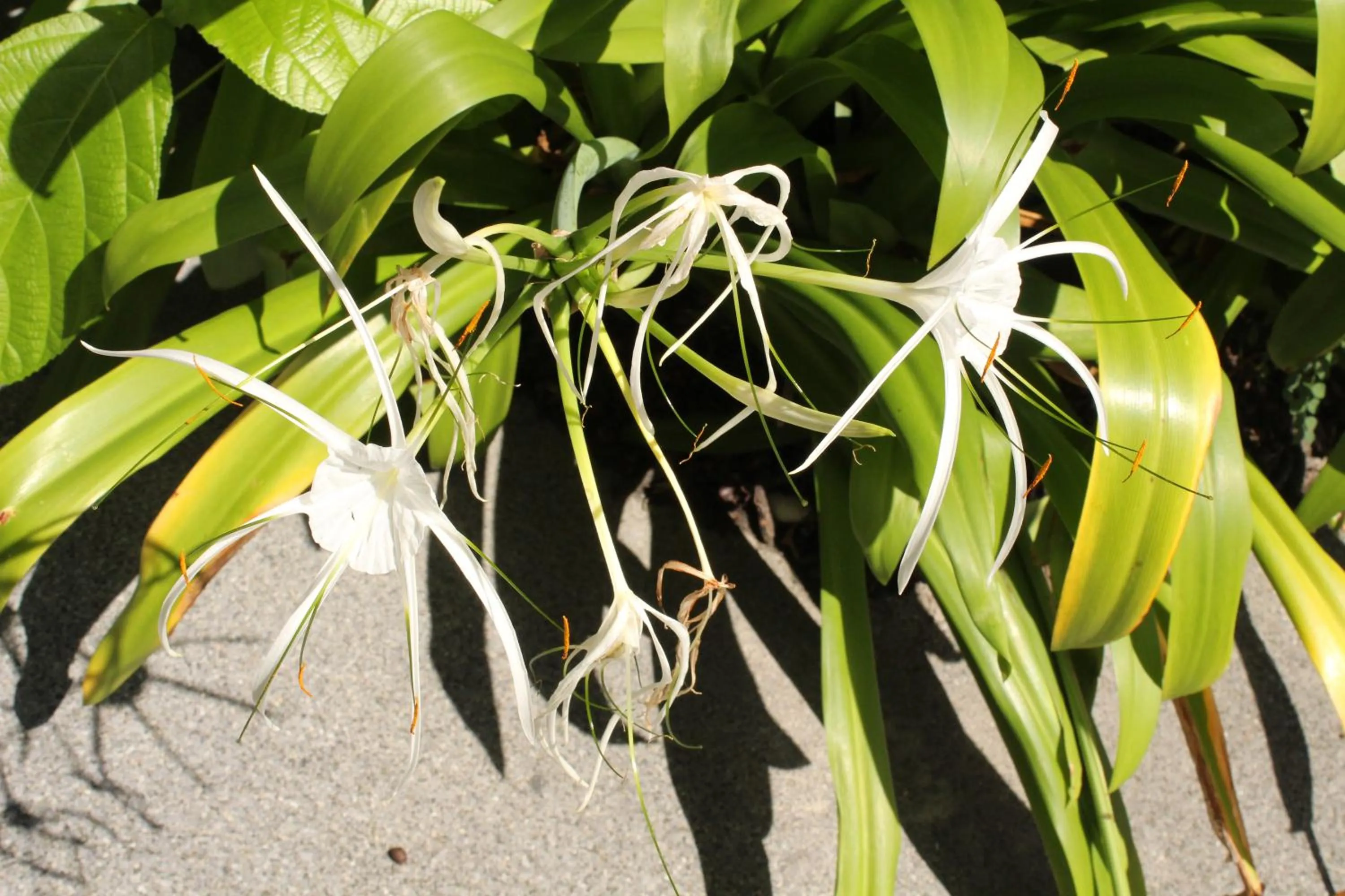 Garden in B Happy Resort - SHA ExtraPlus