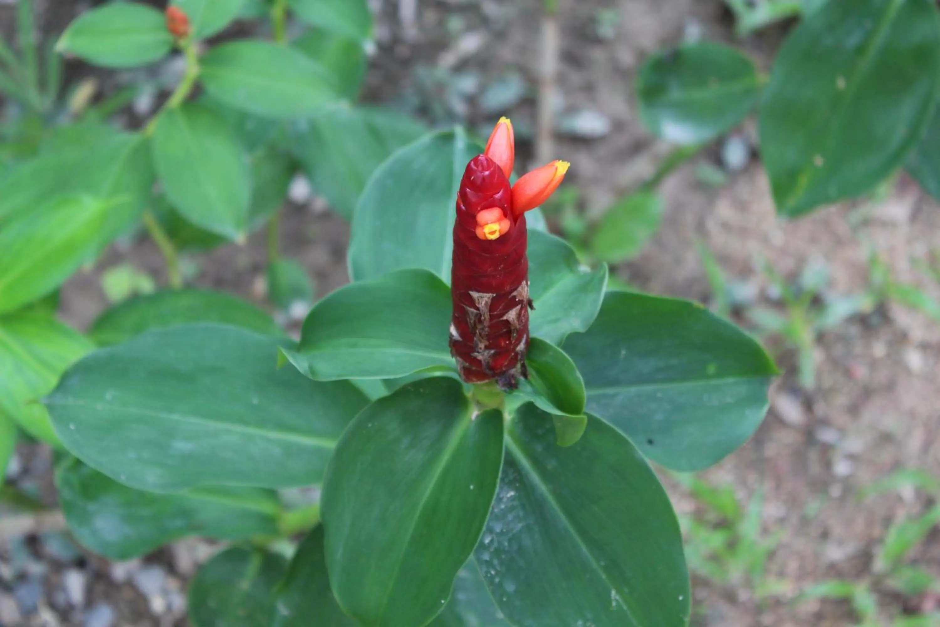 Garden in B Happy Resort - SHA ExtraPlus