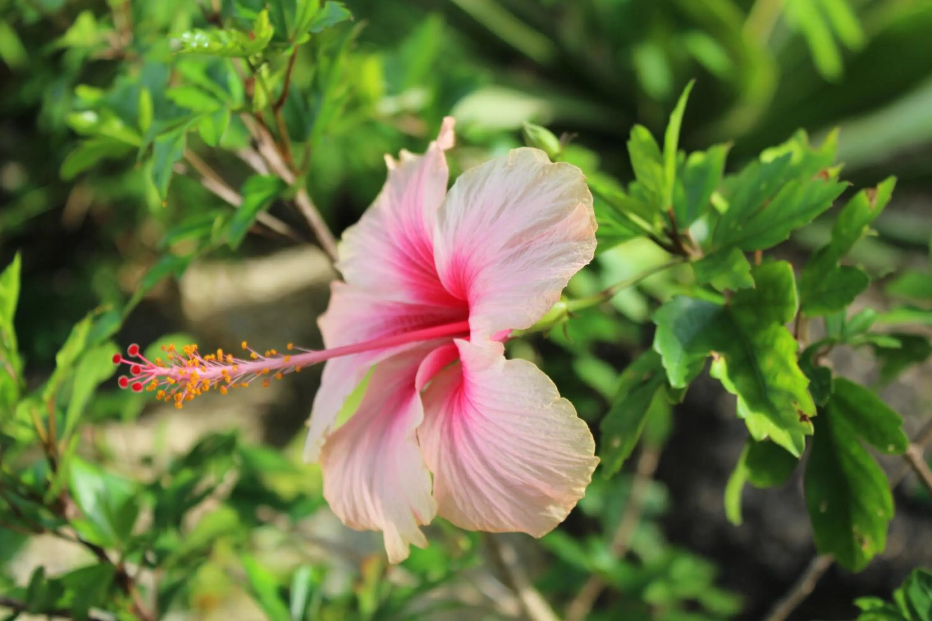 Garden in B Happy Resort - SHA ExtraPlus