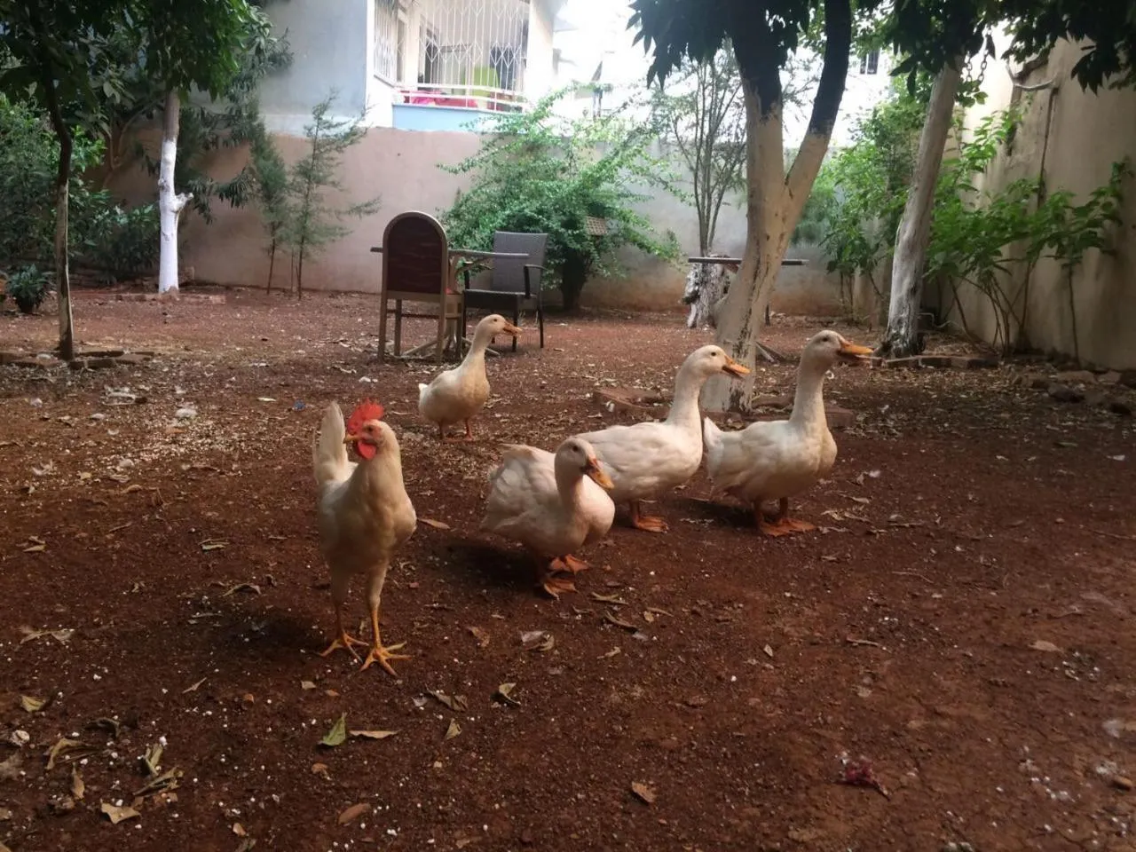 Animals in Uyar Palace