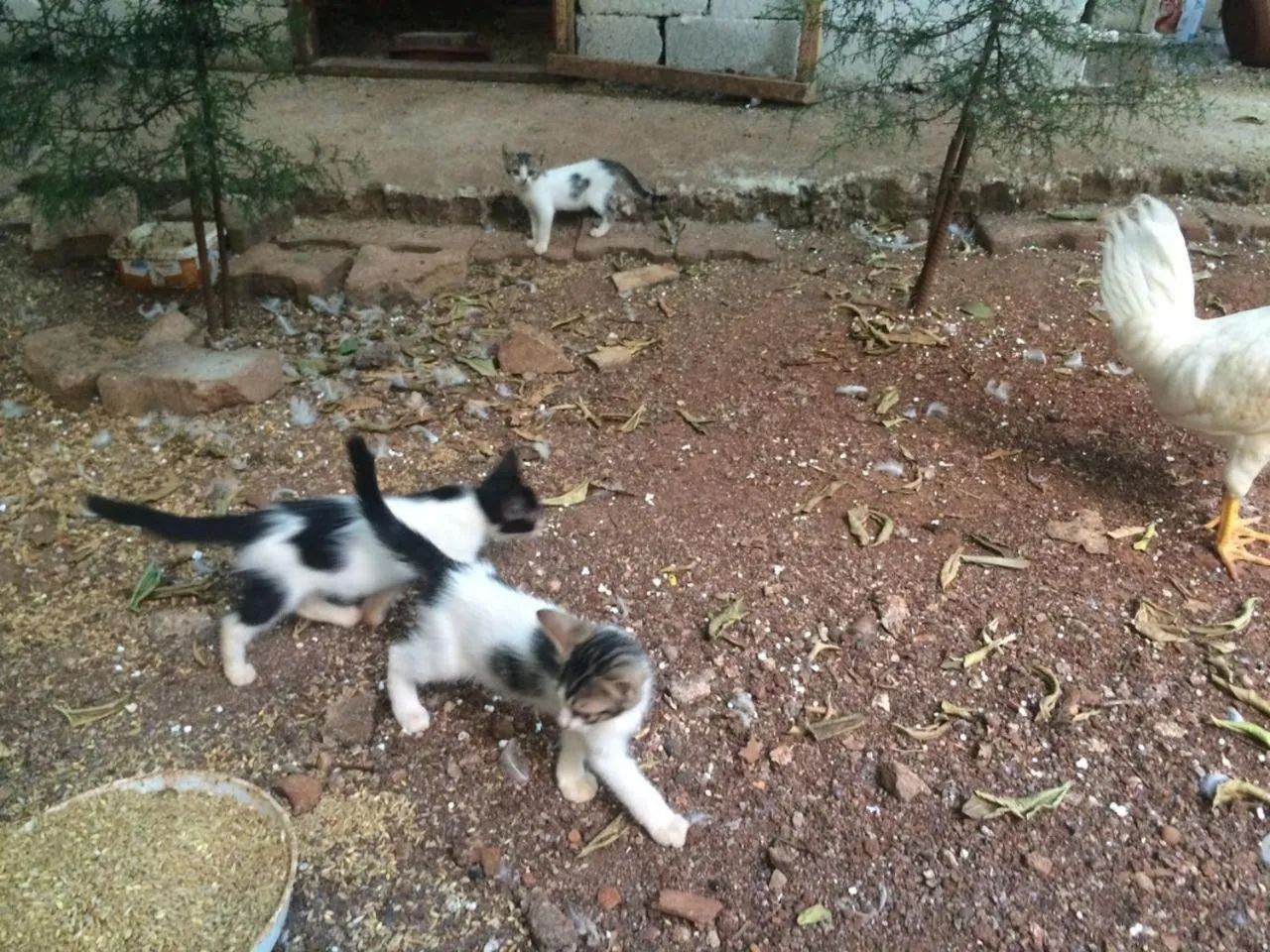 Animals in Uyar Palace