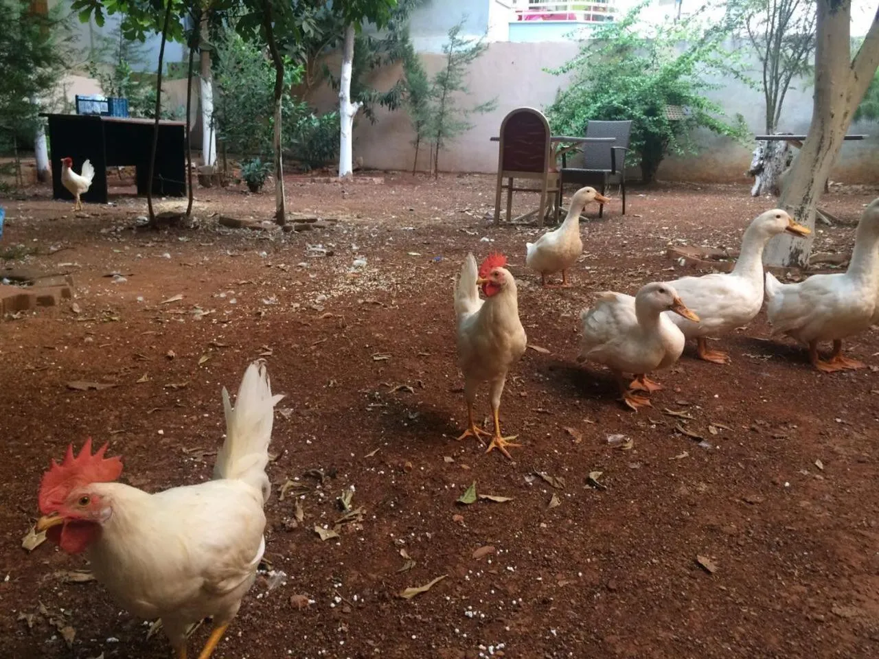 Animals in Uyar Palace