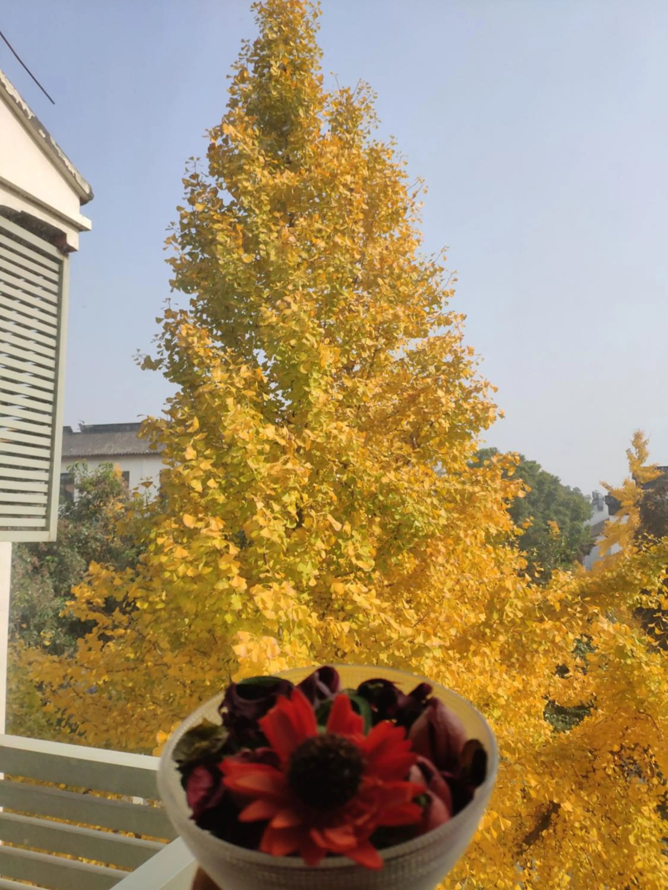 Autumn in Suzhou Blue Gate Youth Hostel