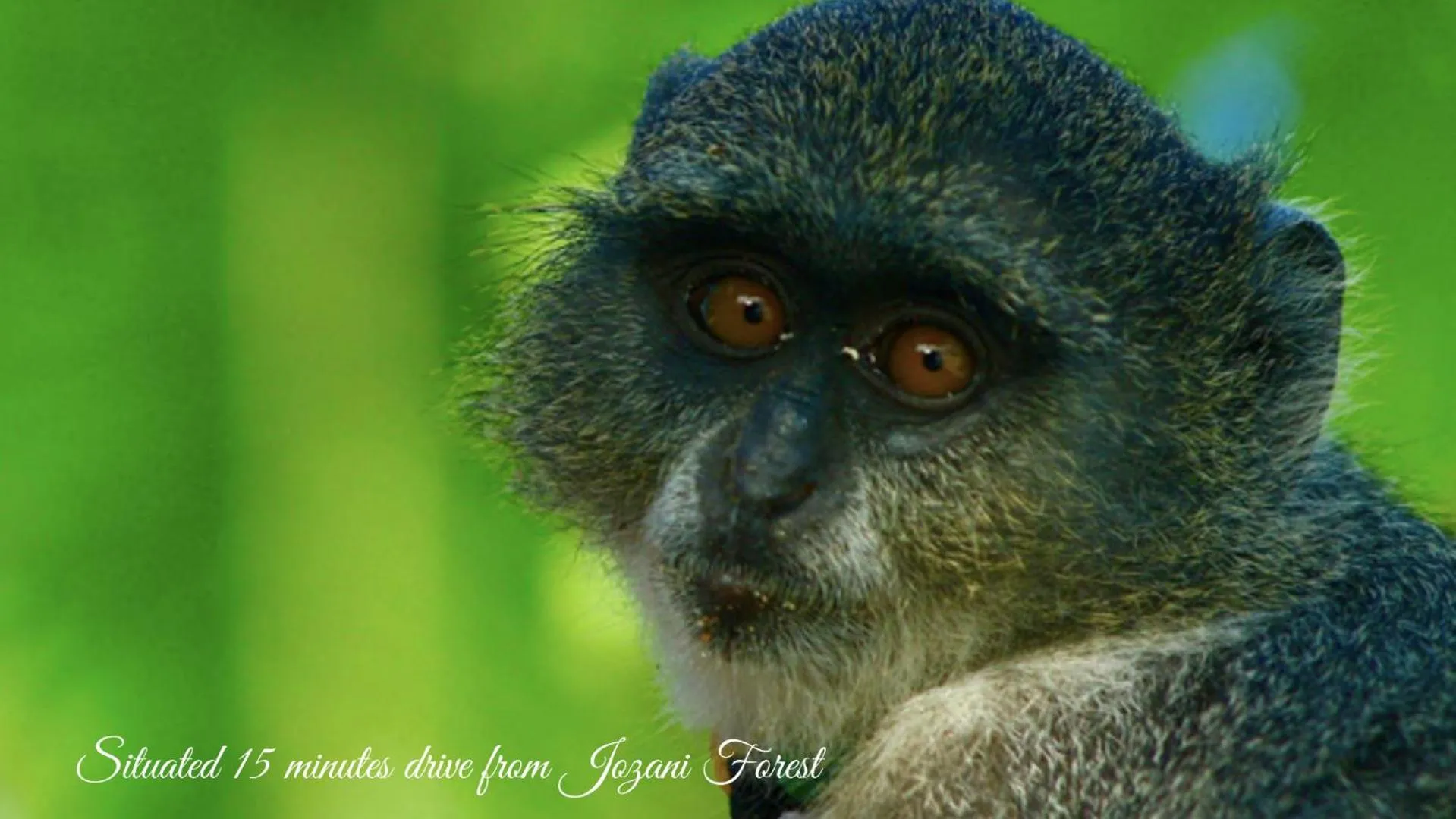 Off site in Menai Bay Beach Bungalows