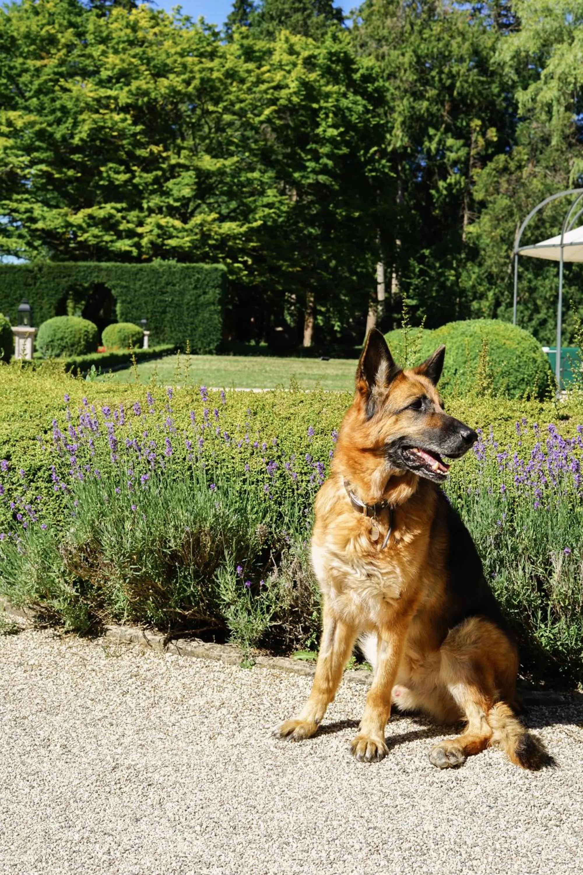 Animals in Hostellerie De Levernois