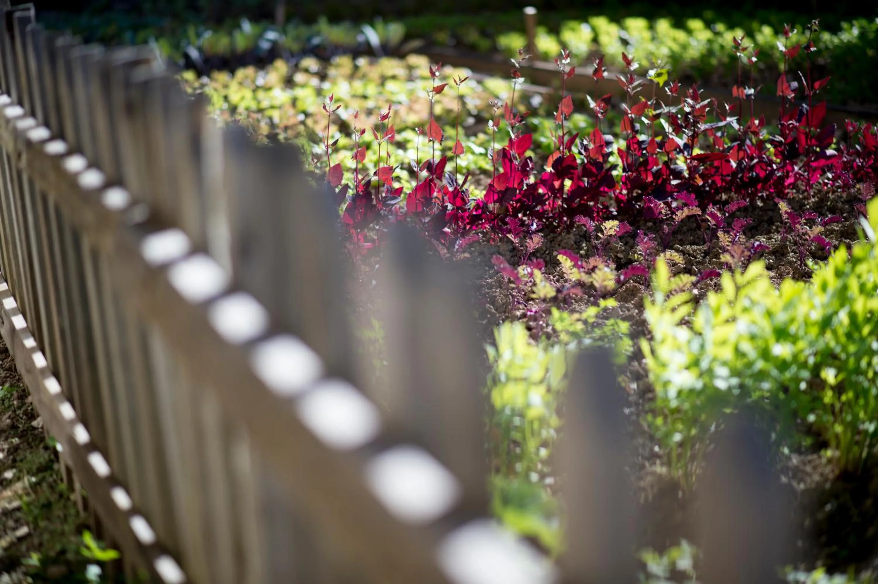 Garden in Flocons de Sel - Relais & Chateaux