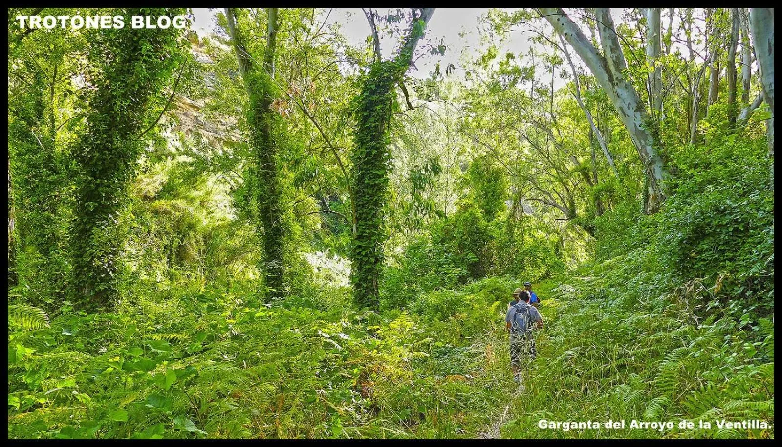 Natural landscape in Villa Ignacia B&B - Naturaleza entre Ronda & Setenil