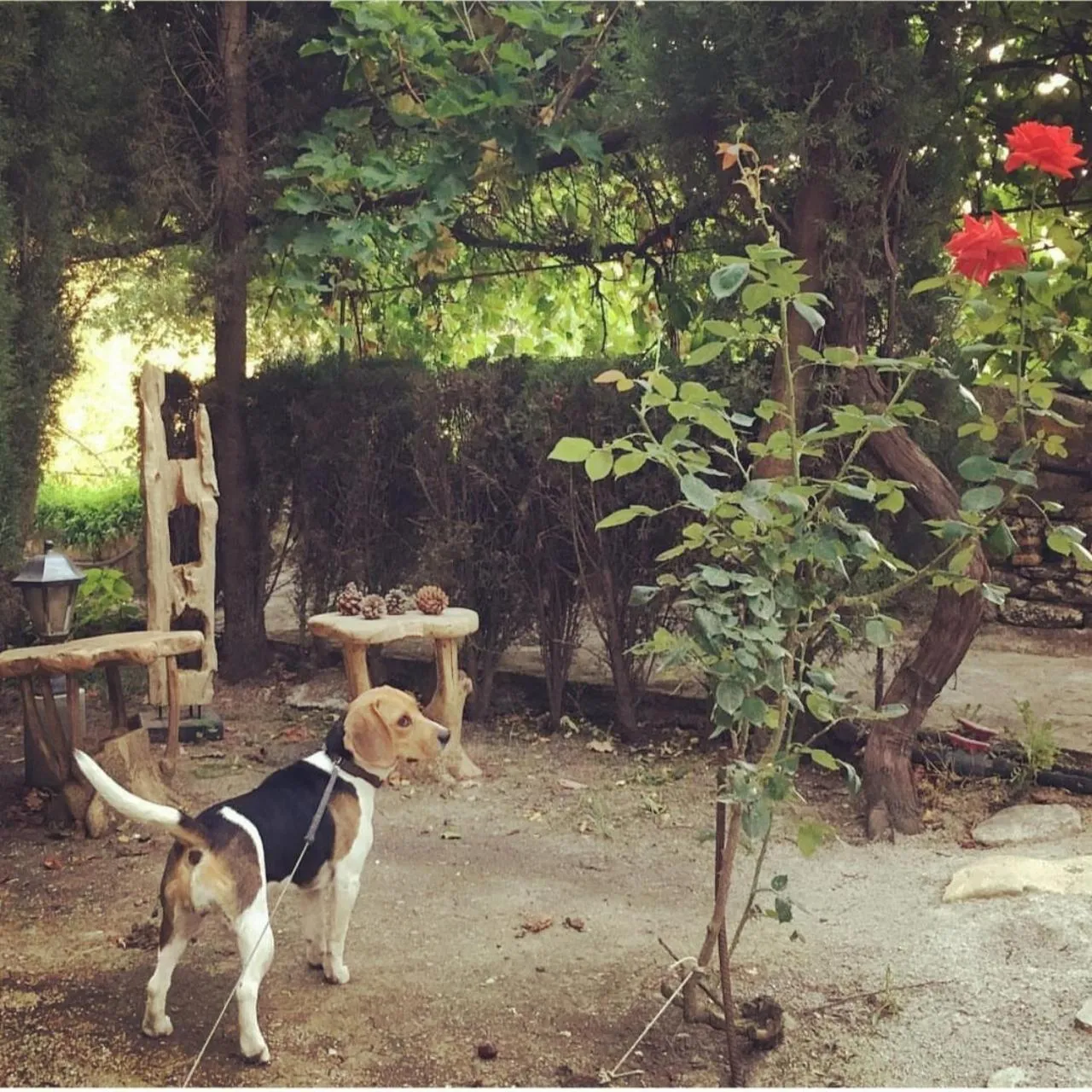 Pets in Villa Ignacia B&B - Naturaleza entre Ronda & Setenil