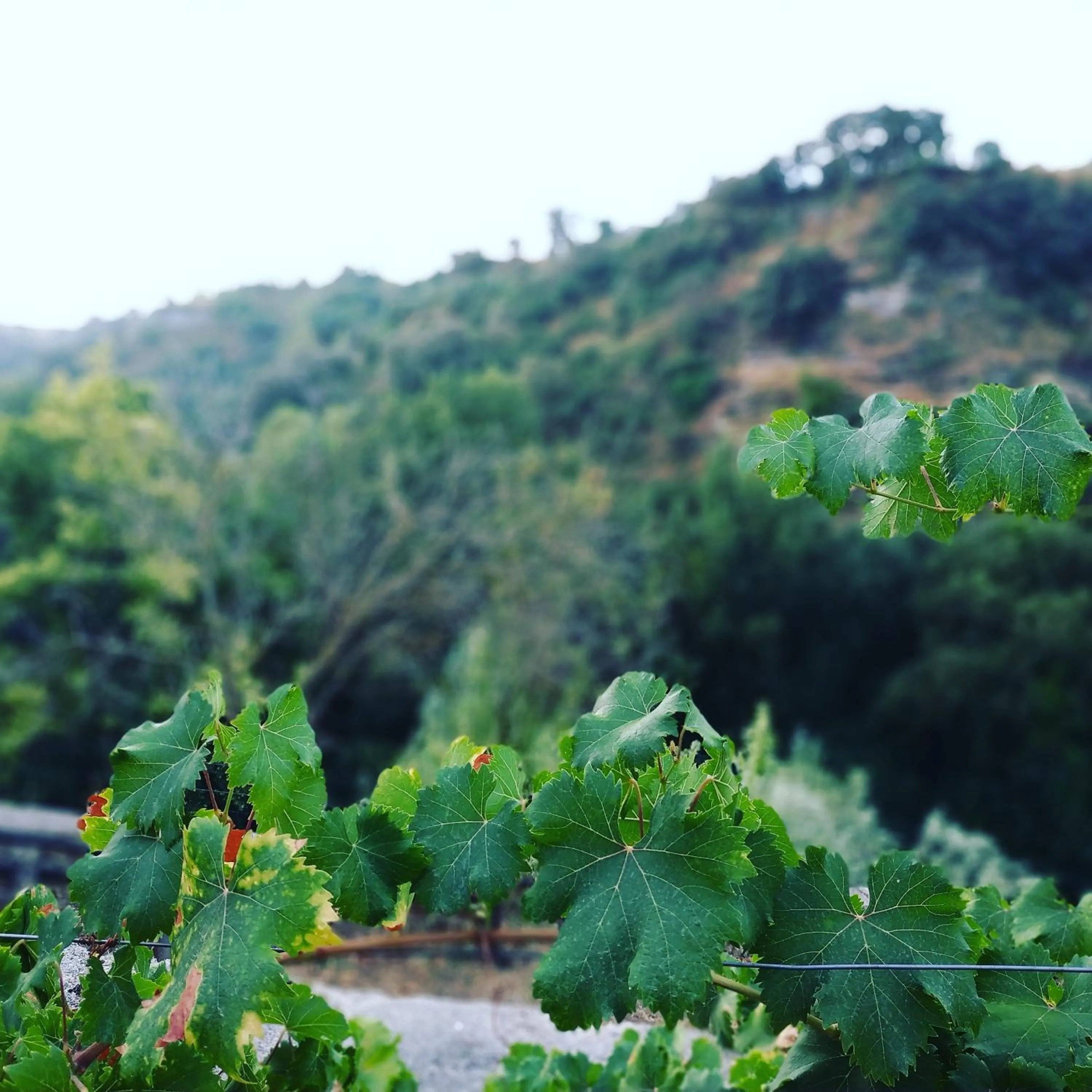 Natural landscape in Villa Ignacia B&B - Naturaleza entre Ronda & Setenil