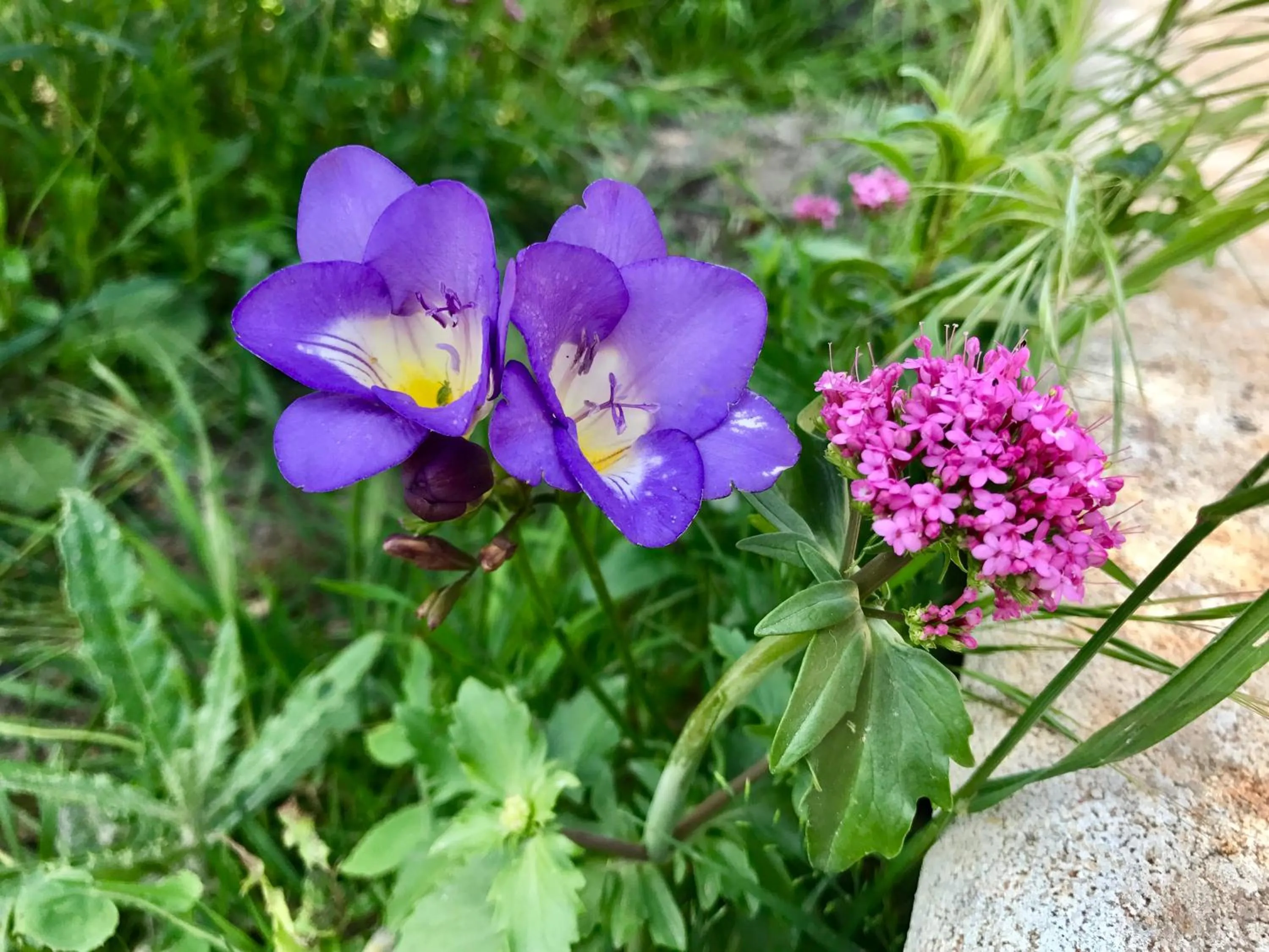 Natural landscape in Il Trullo di Giulietta