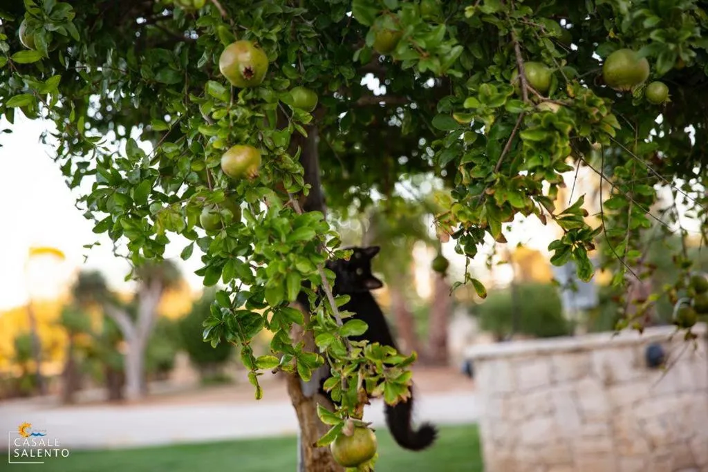 Garden in Casale Salento