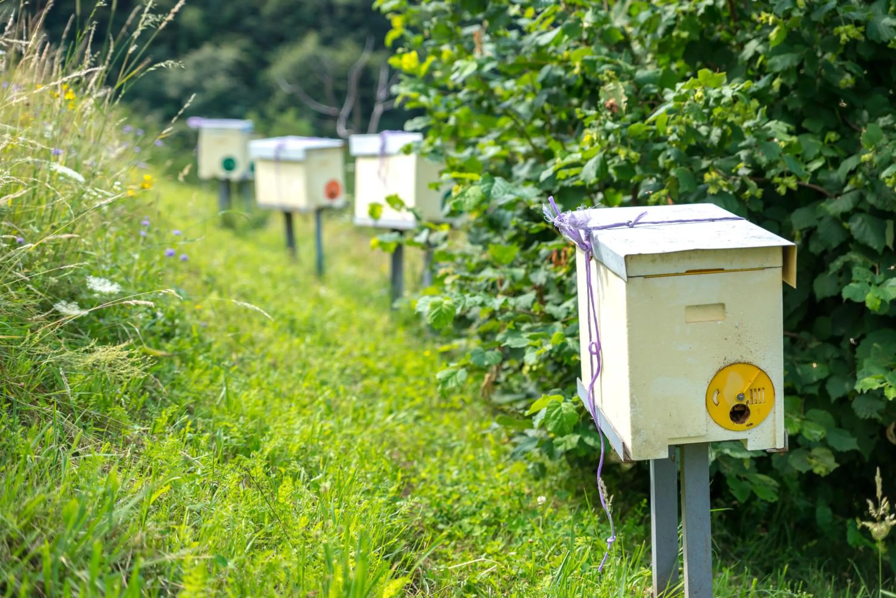 Agriturismo Alveare sul lago