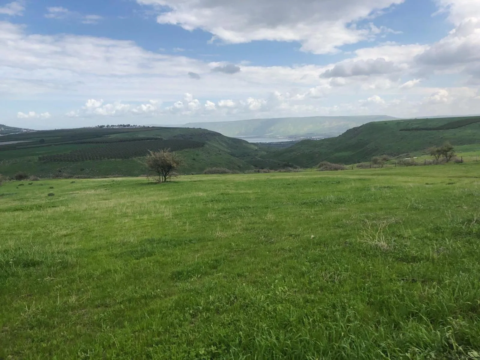 Other in Zimmer BaSadot