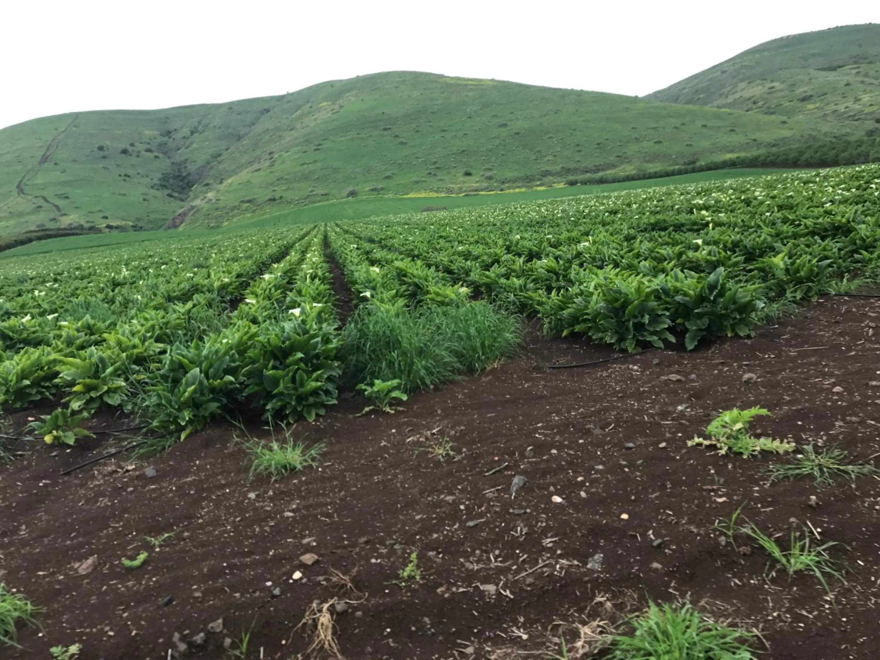 Other in Zimmer BaSadot