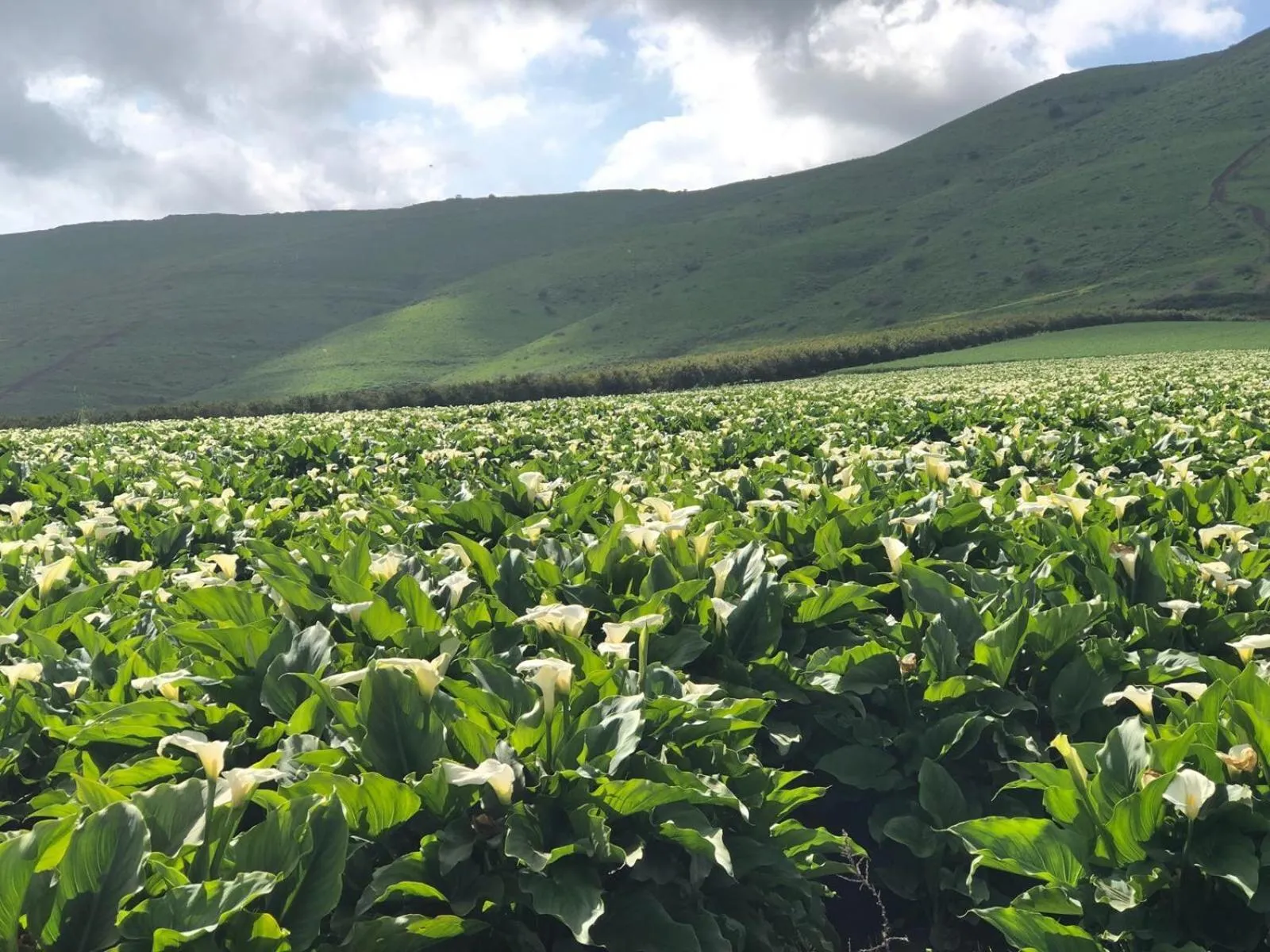 Other in Zimmer BaSadot