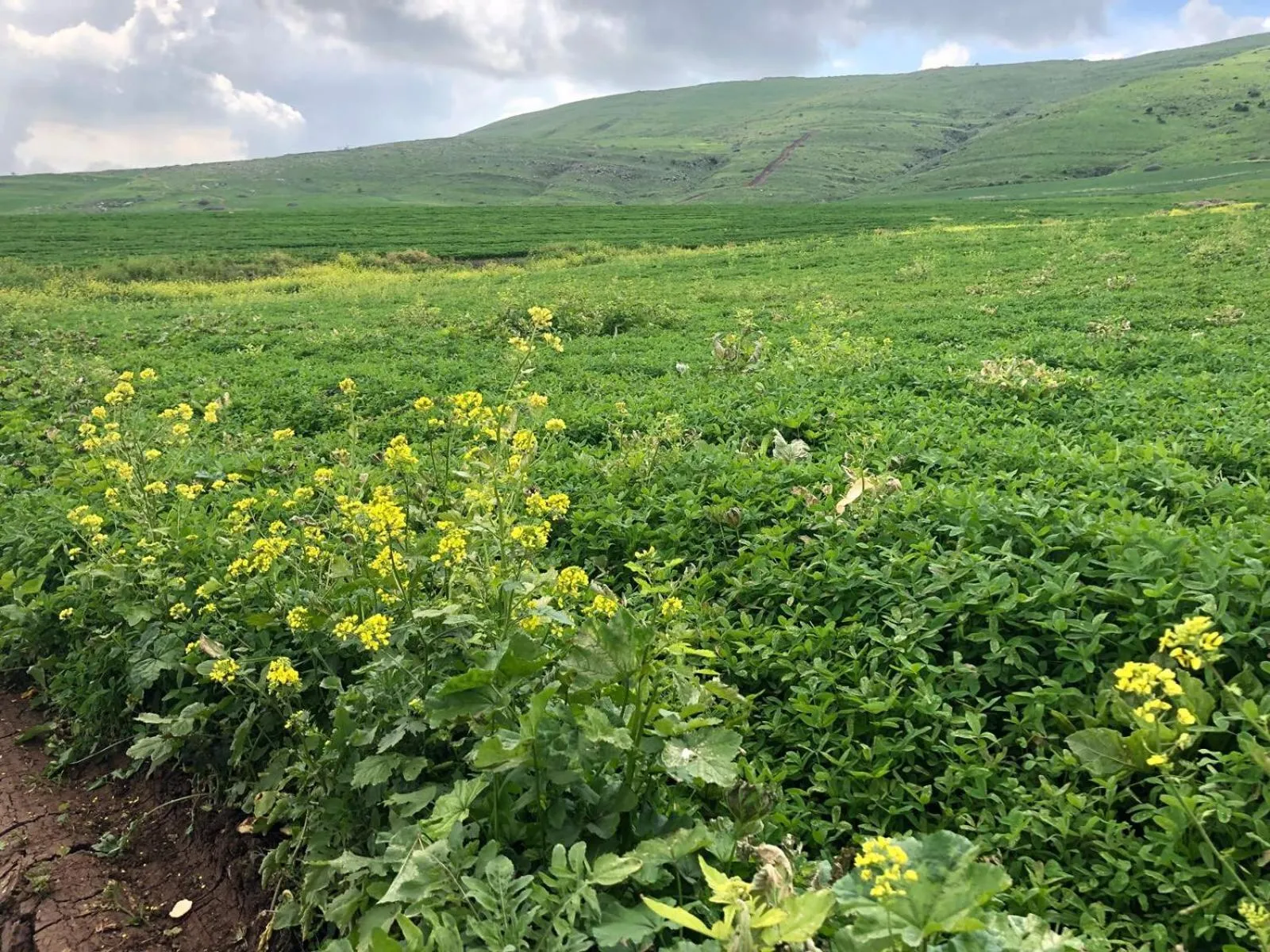 Other in Zimmer BaSadot