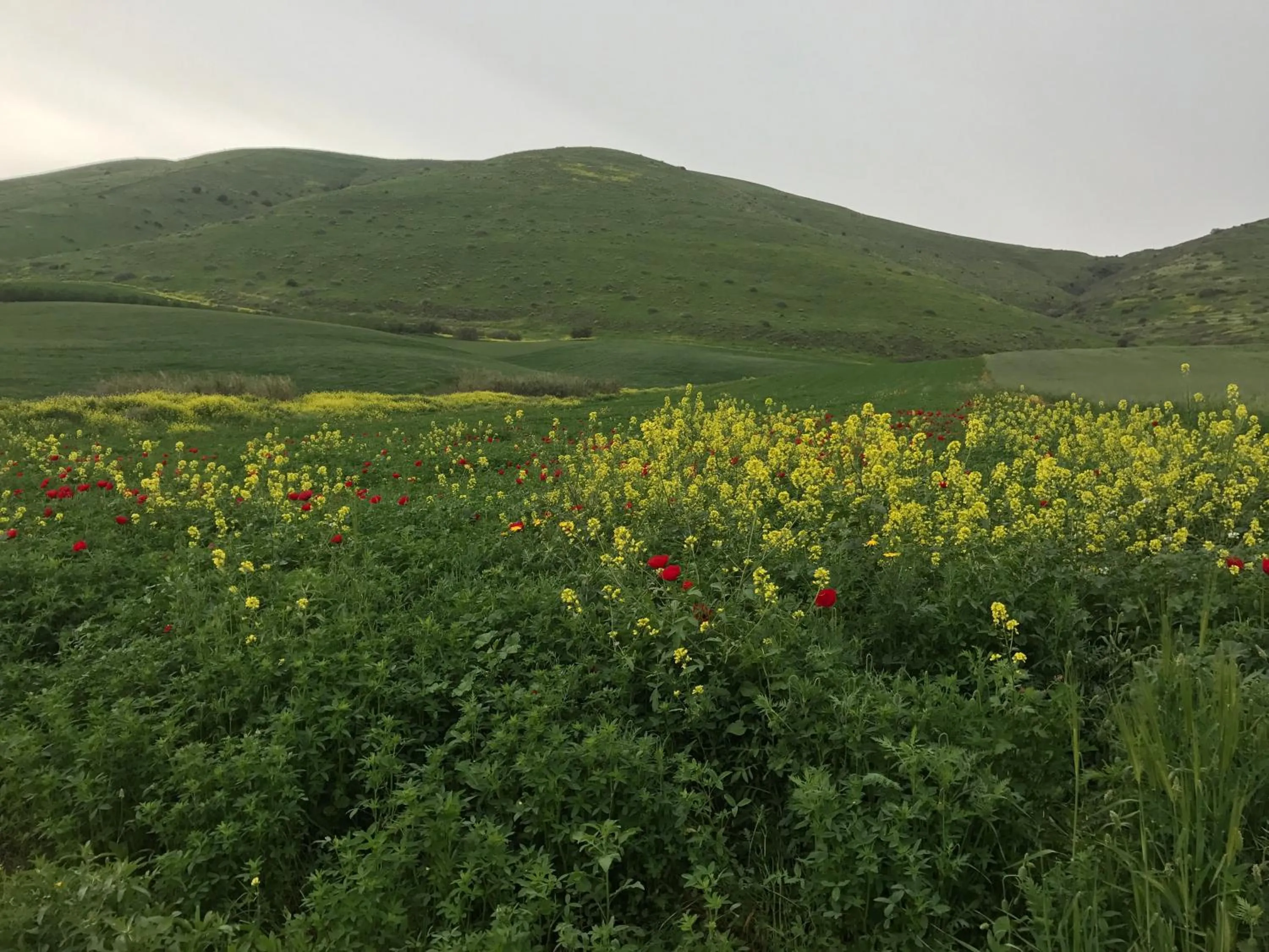 Other in Zimmer BaSadot