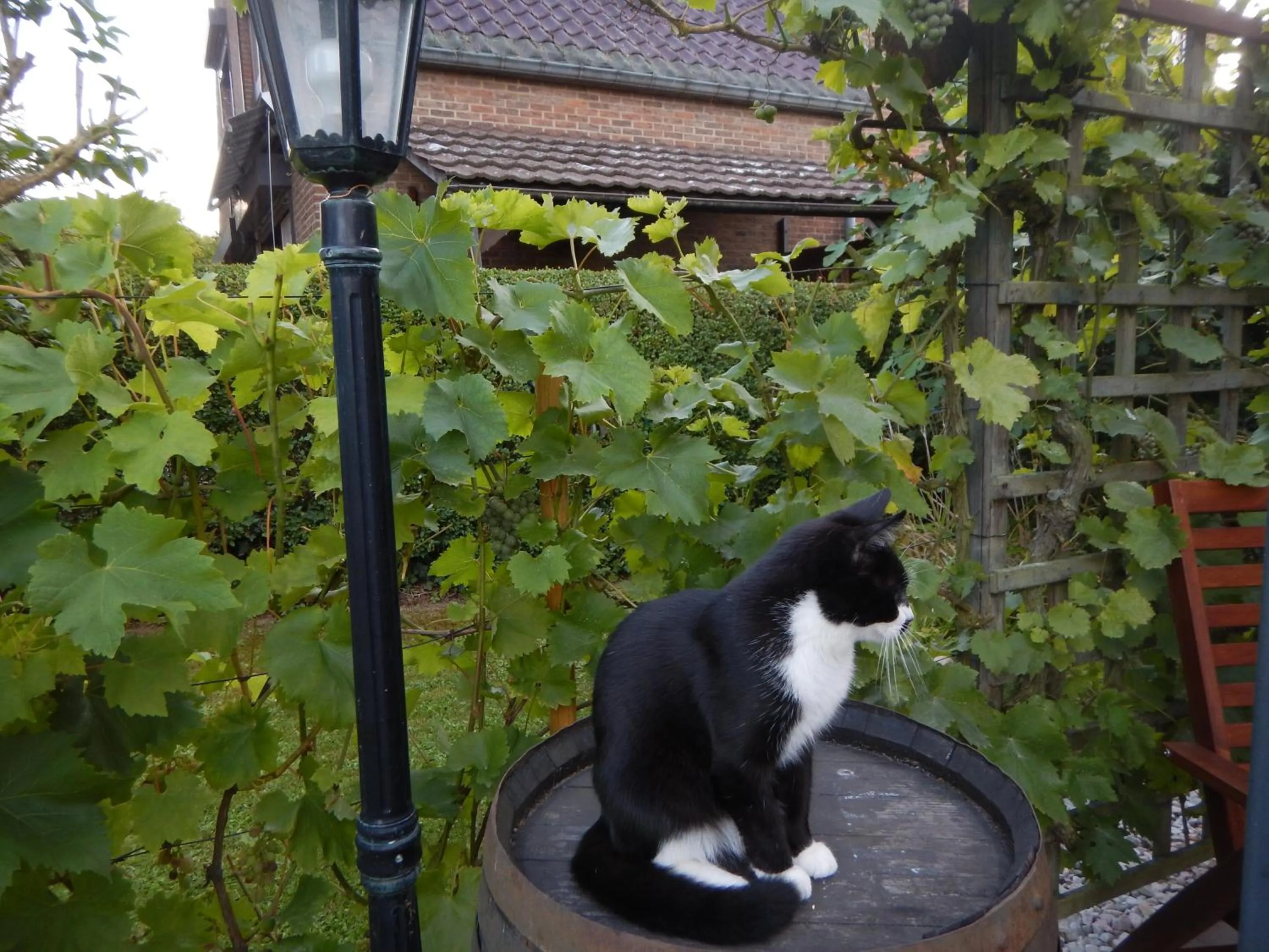 Animals in La Chrysalide