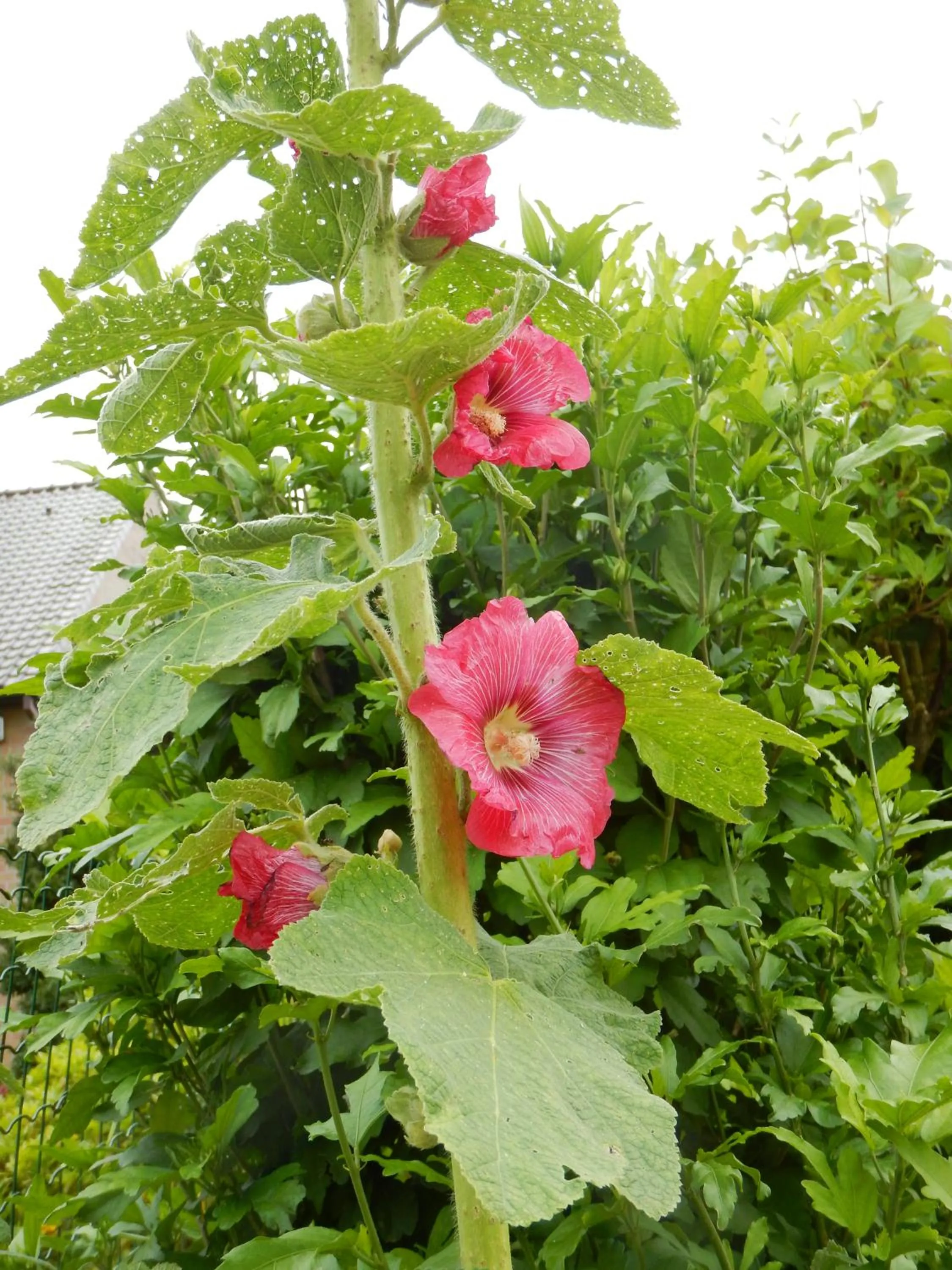 Garden in La Chrysalide