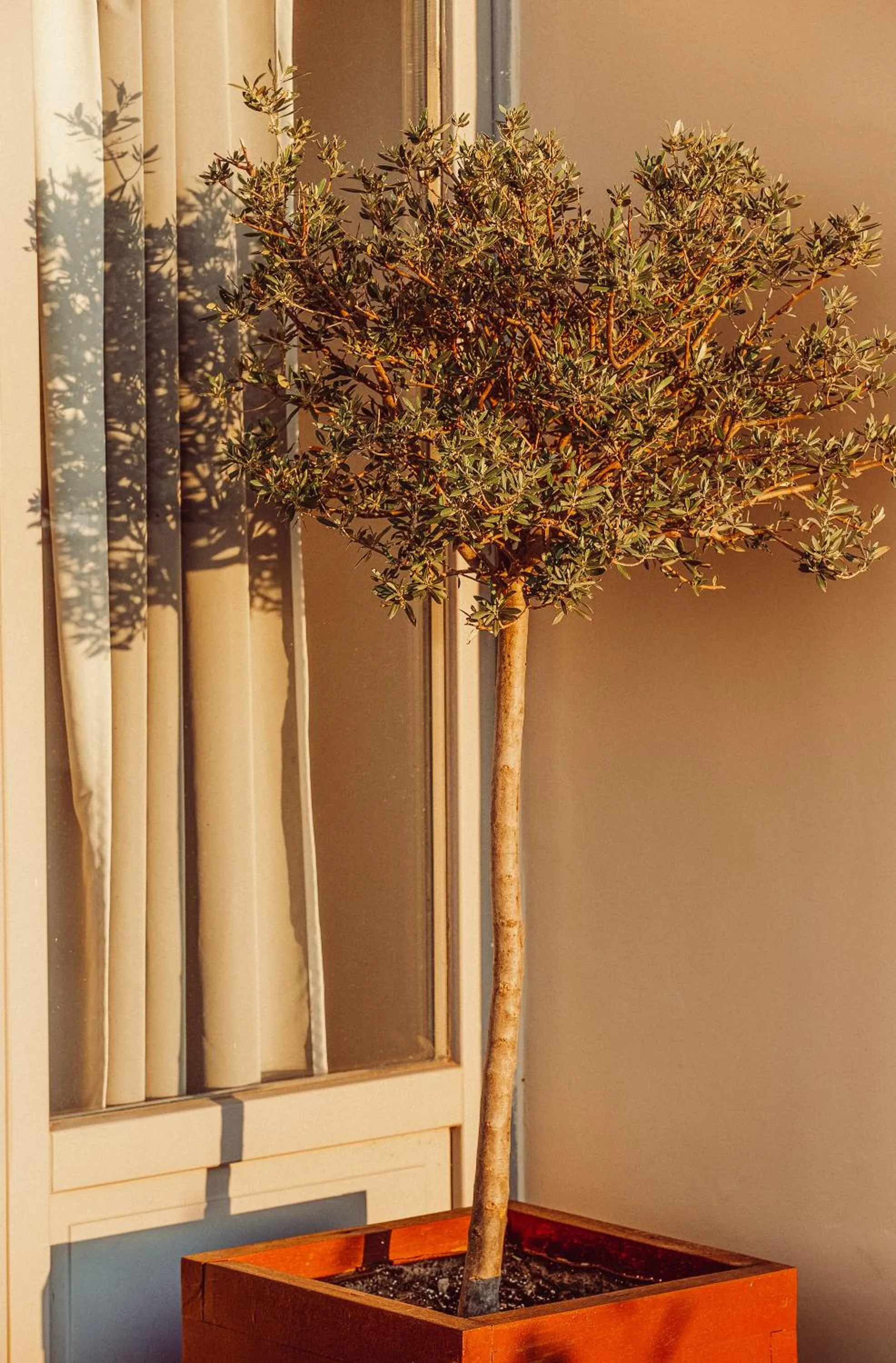 Decorative detail in Suitas