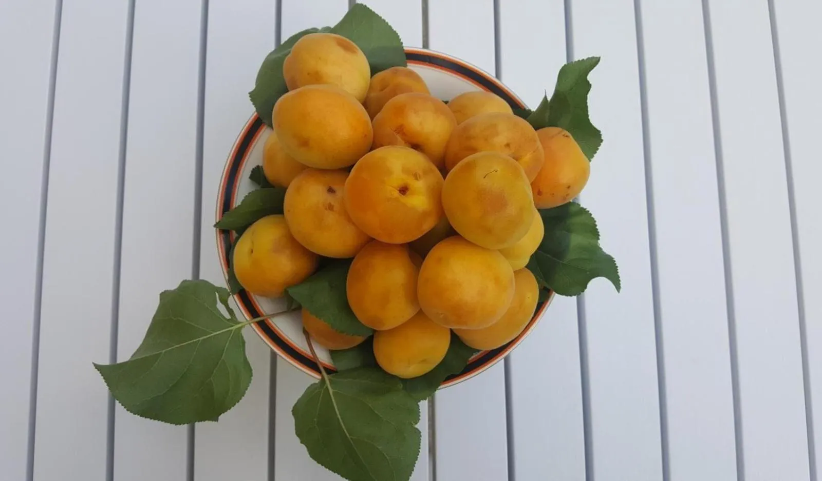 Summer in Giardini Mon Plaisir