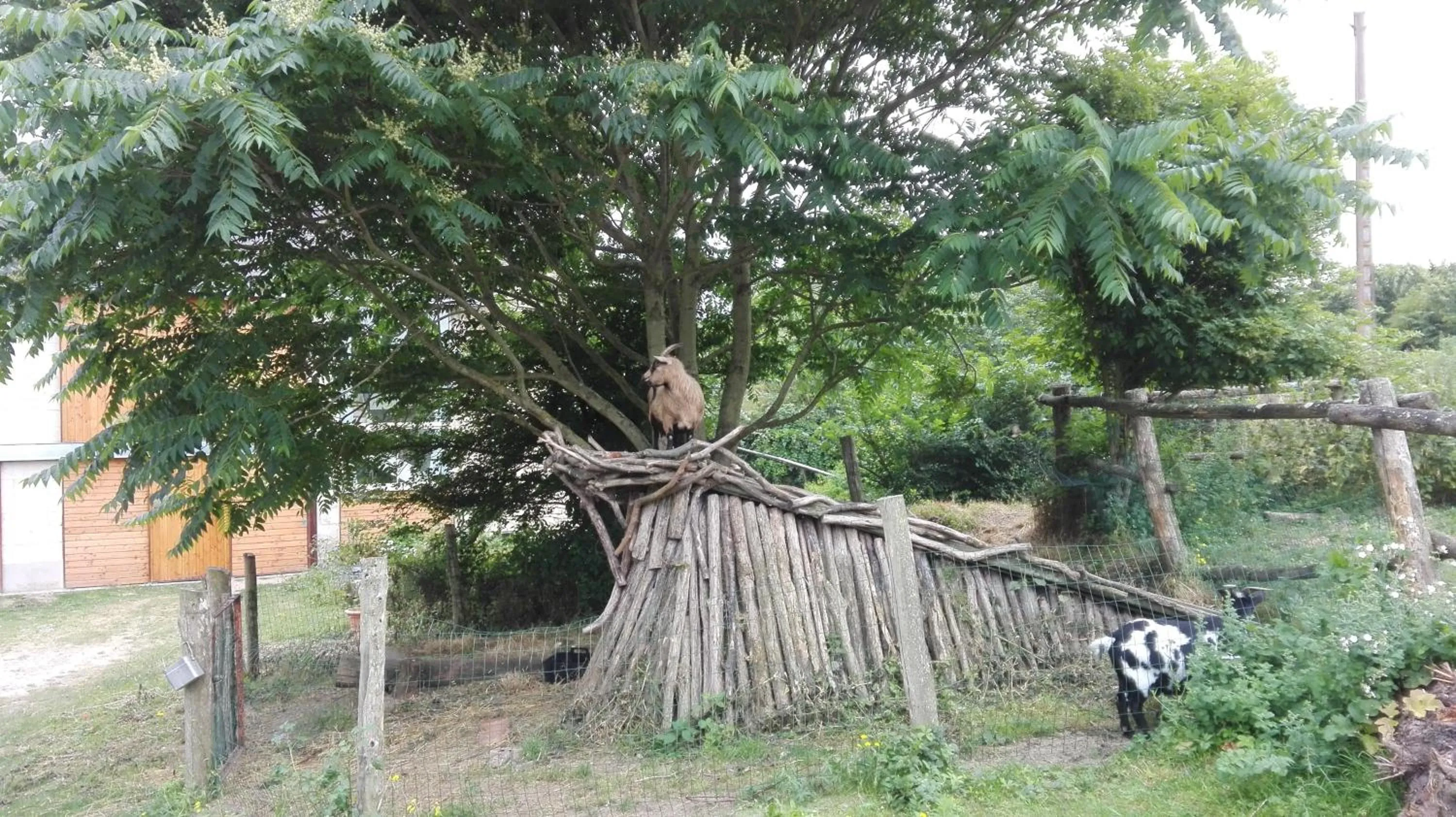 Pets in La Motelle N 5