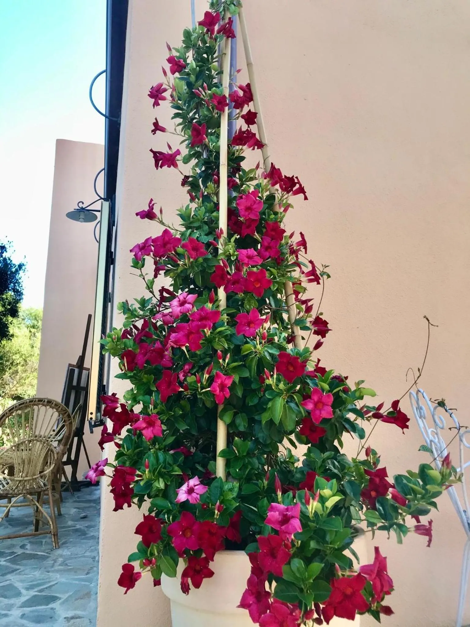 Garden in Le 25 Tartarughe