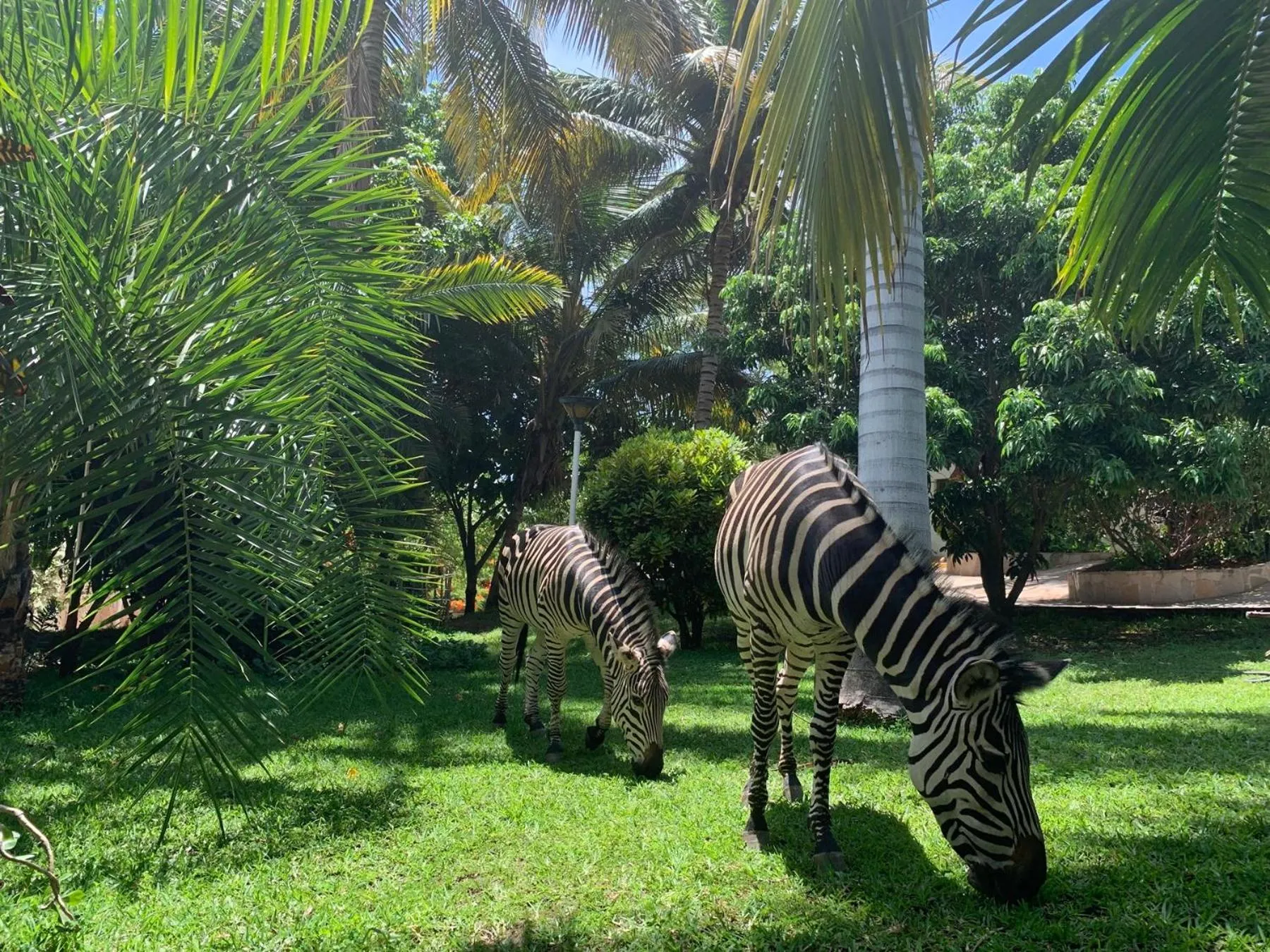 Garden in Lake Kariba Inns