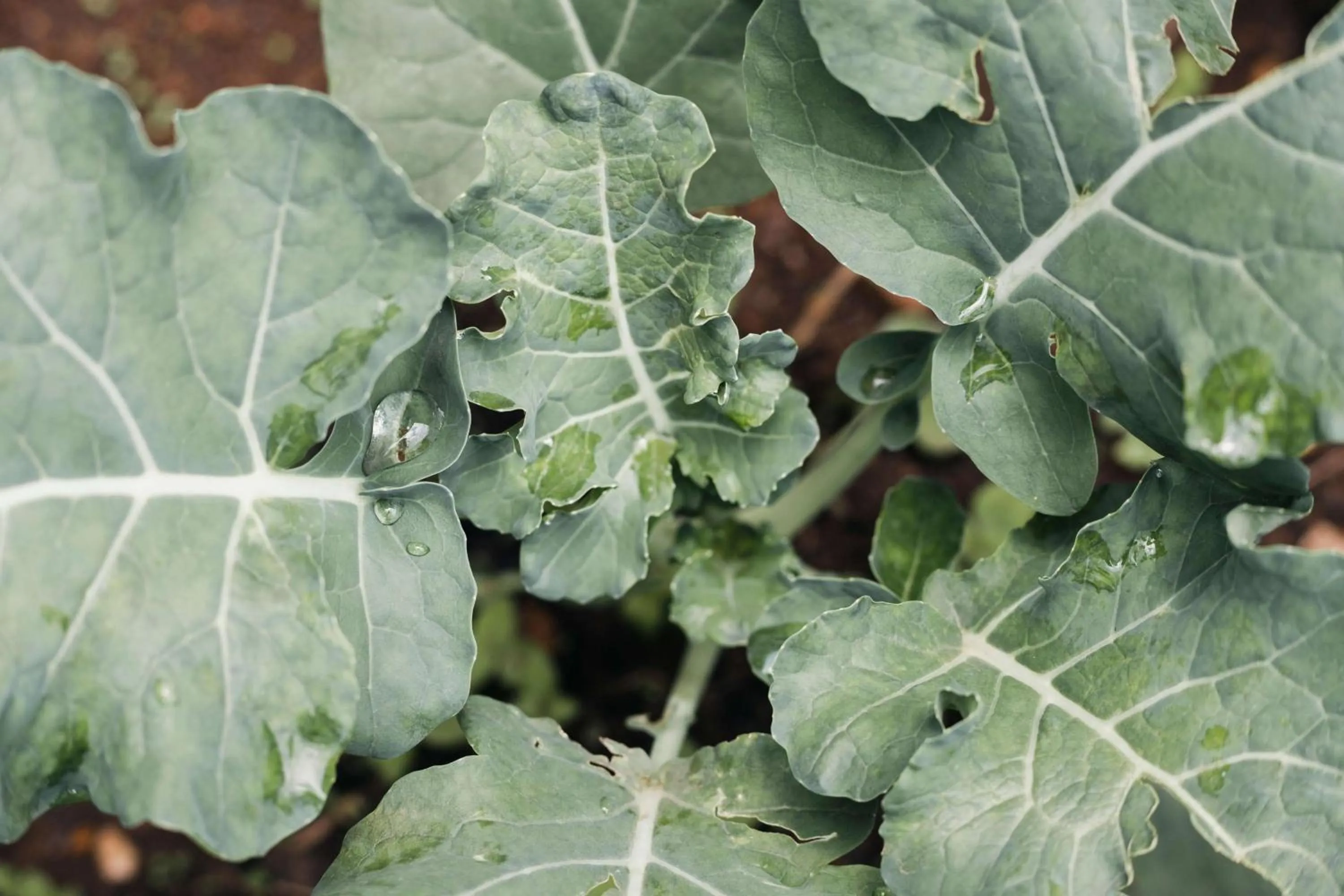 Garden in One&Only Nyungwe House