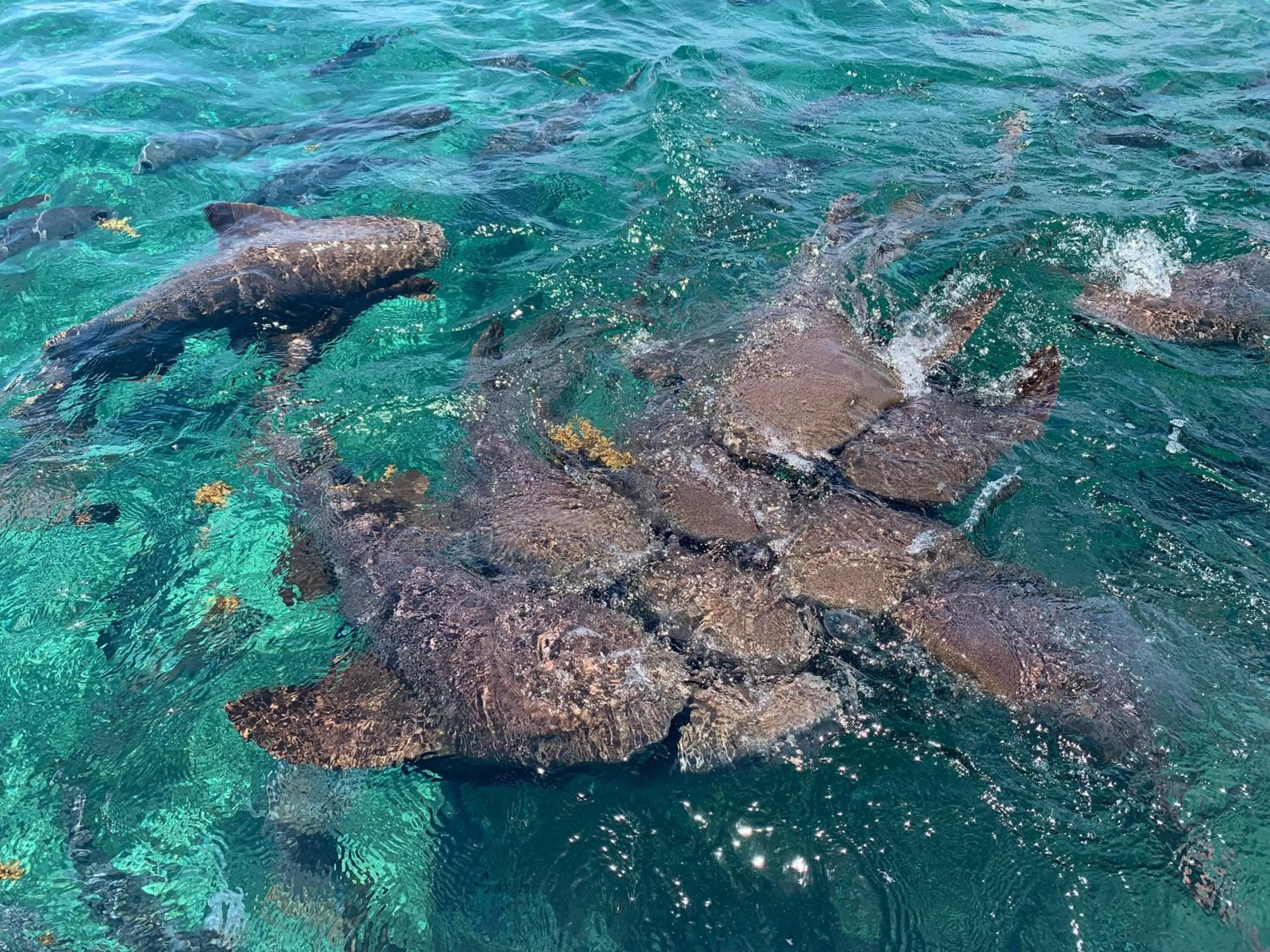 Activities in Caye Casa