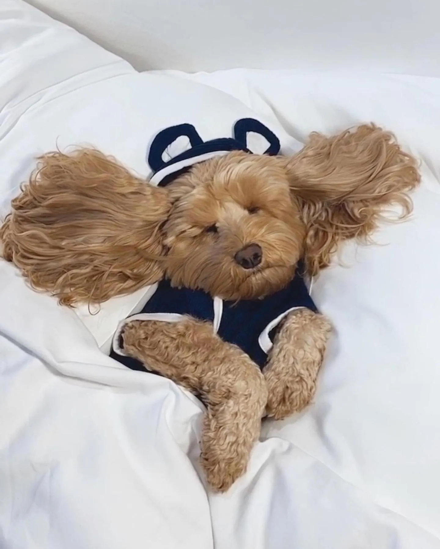 Pets in Bannisters Pavilion Mollymook