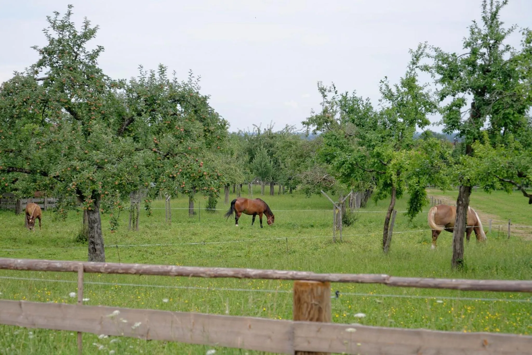 Hotel Bayerisch Meran