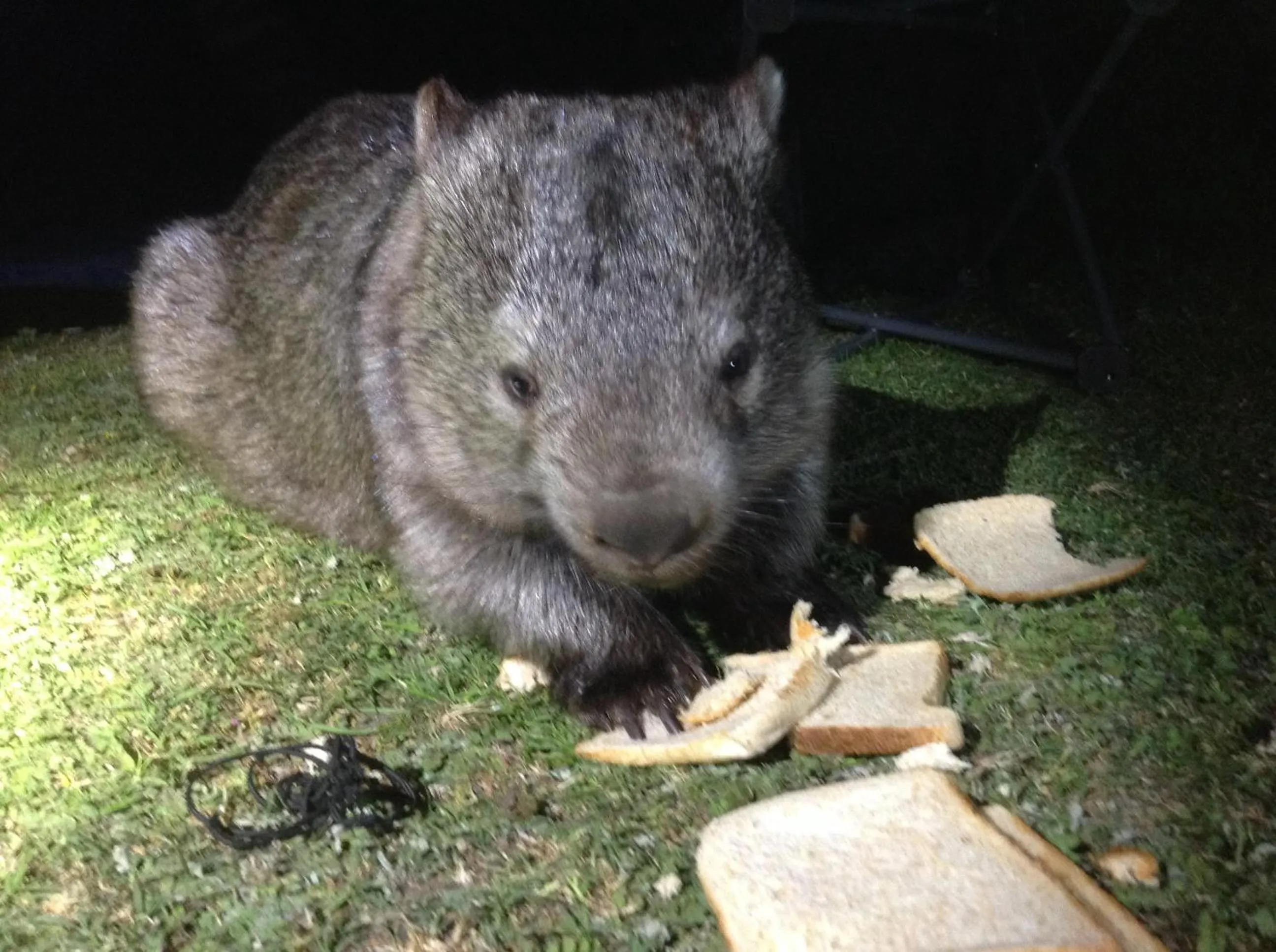 Animals in The Graces Beechworth
