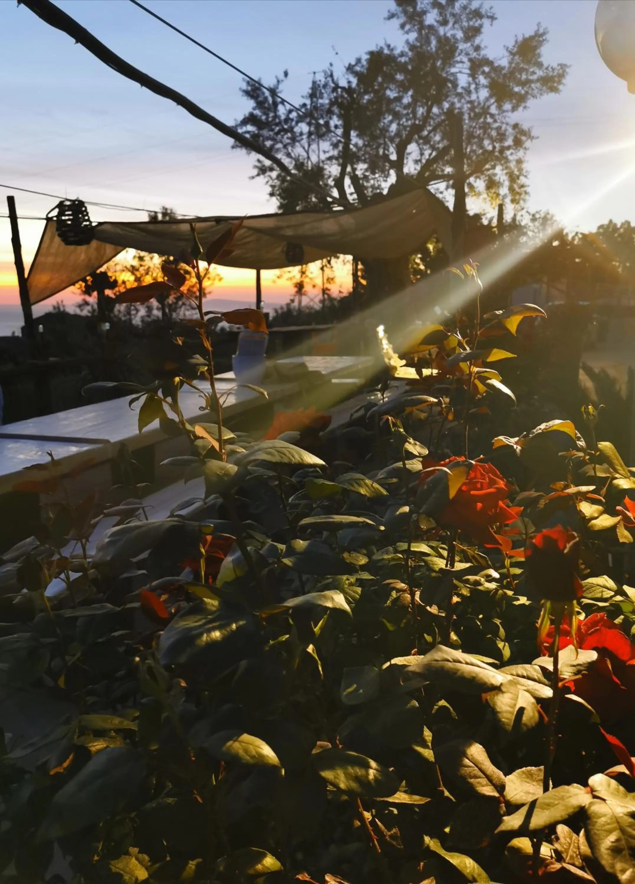 L'Angolo di Campagna